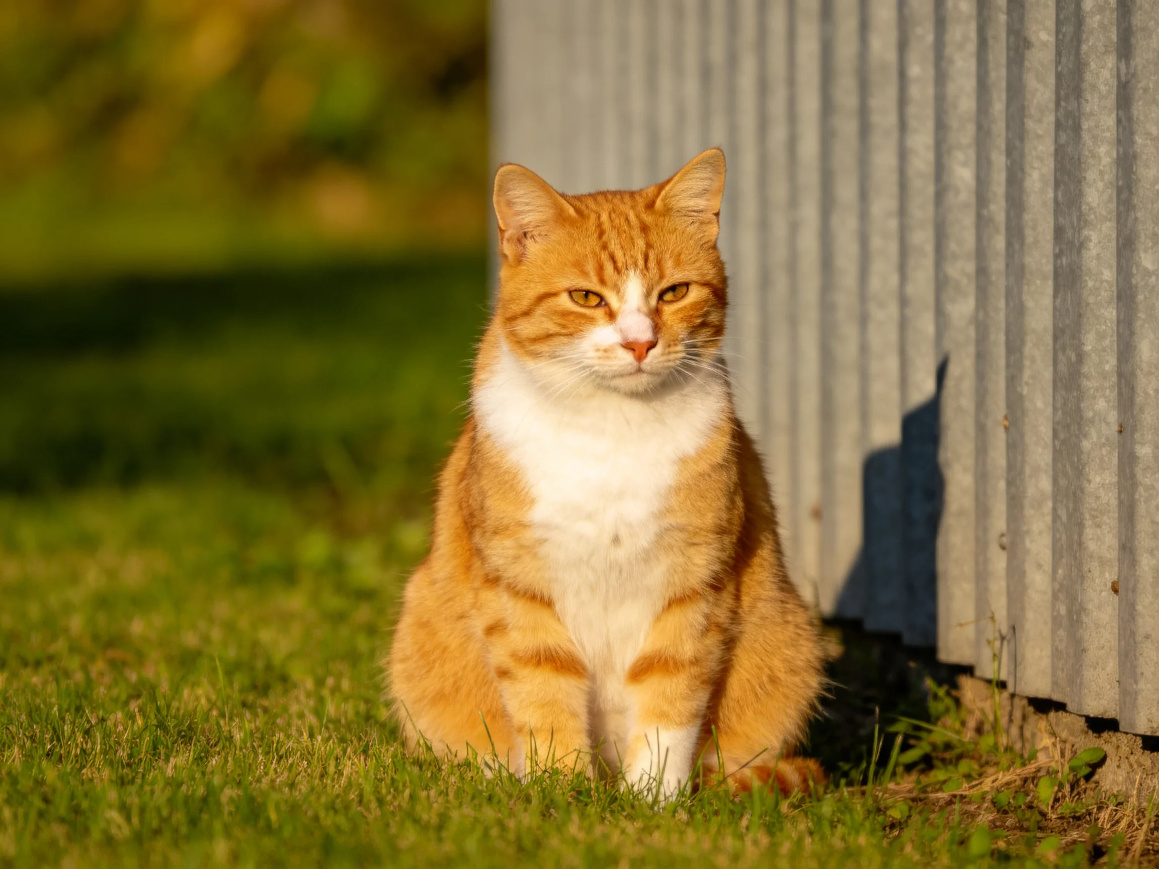 An orange and white cat sits beside a corrugated wall on green grass