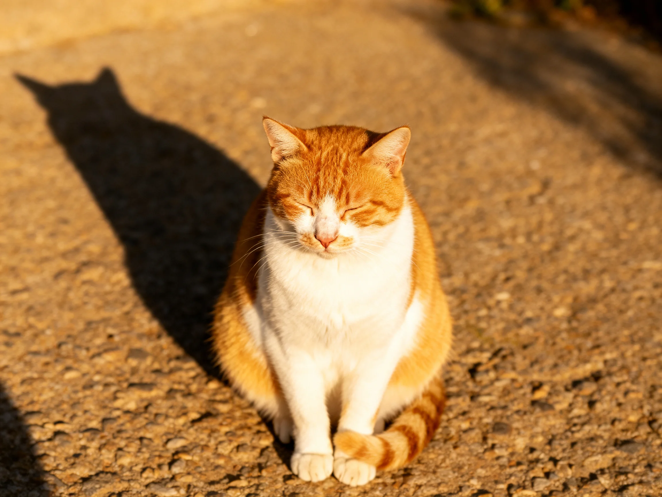 An orange and white cat sits calmly on a sunlit paved surface.