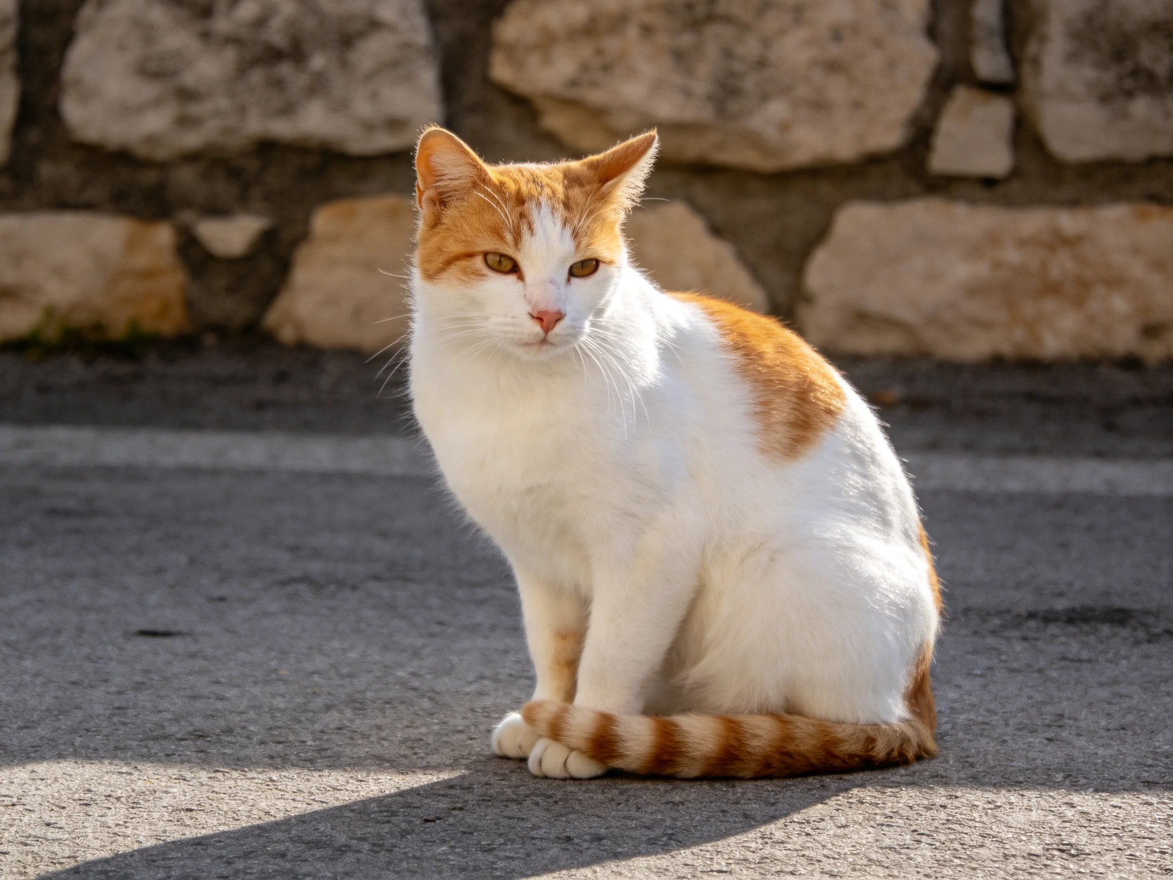 An orange and white cat sits on pavement next to a stone wall