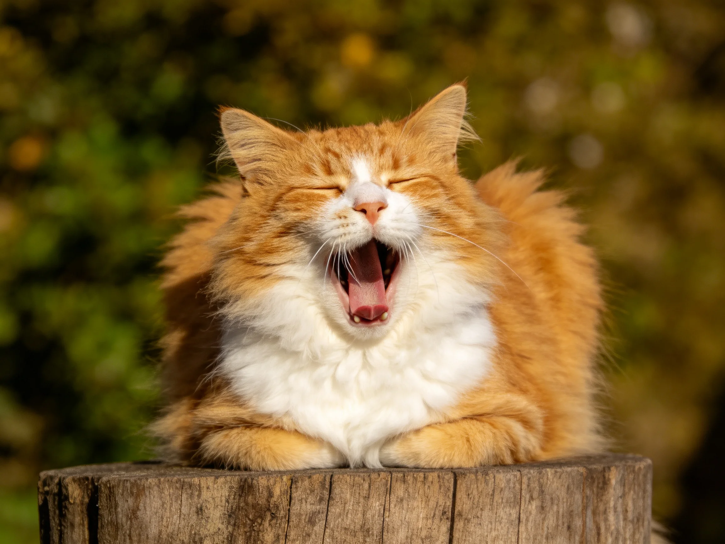 A fluffy orange and white cat yawns while resting on a wooden stump outside.