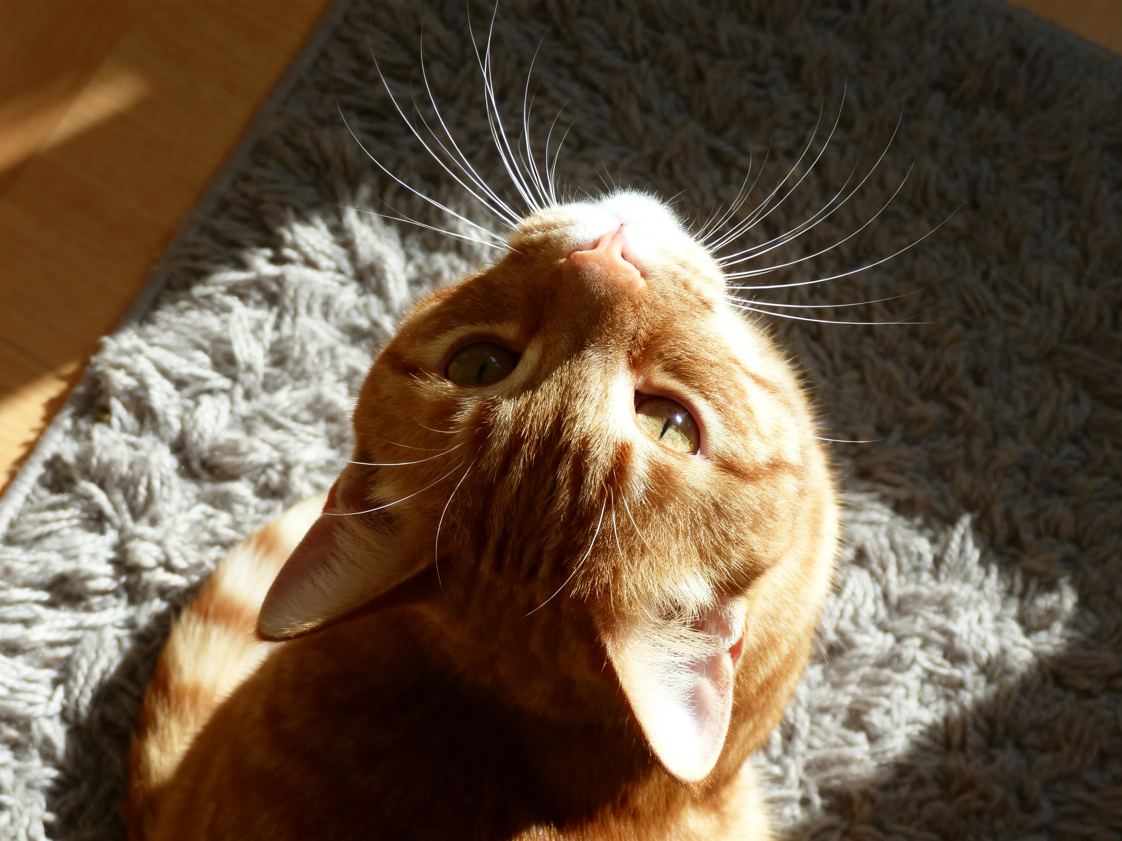 An orange cat gazes upward on a shaggy gray rug in sunlight