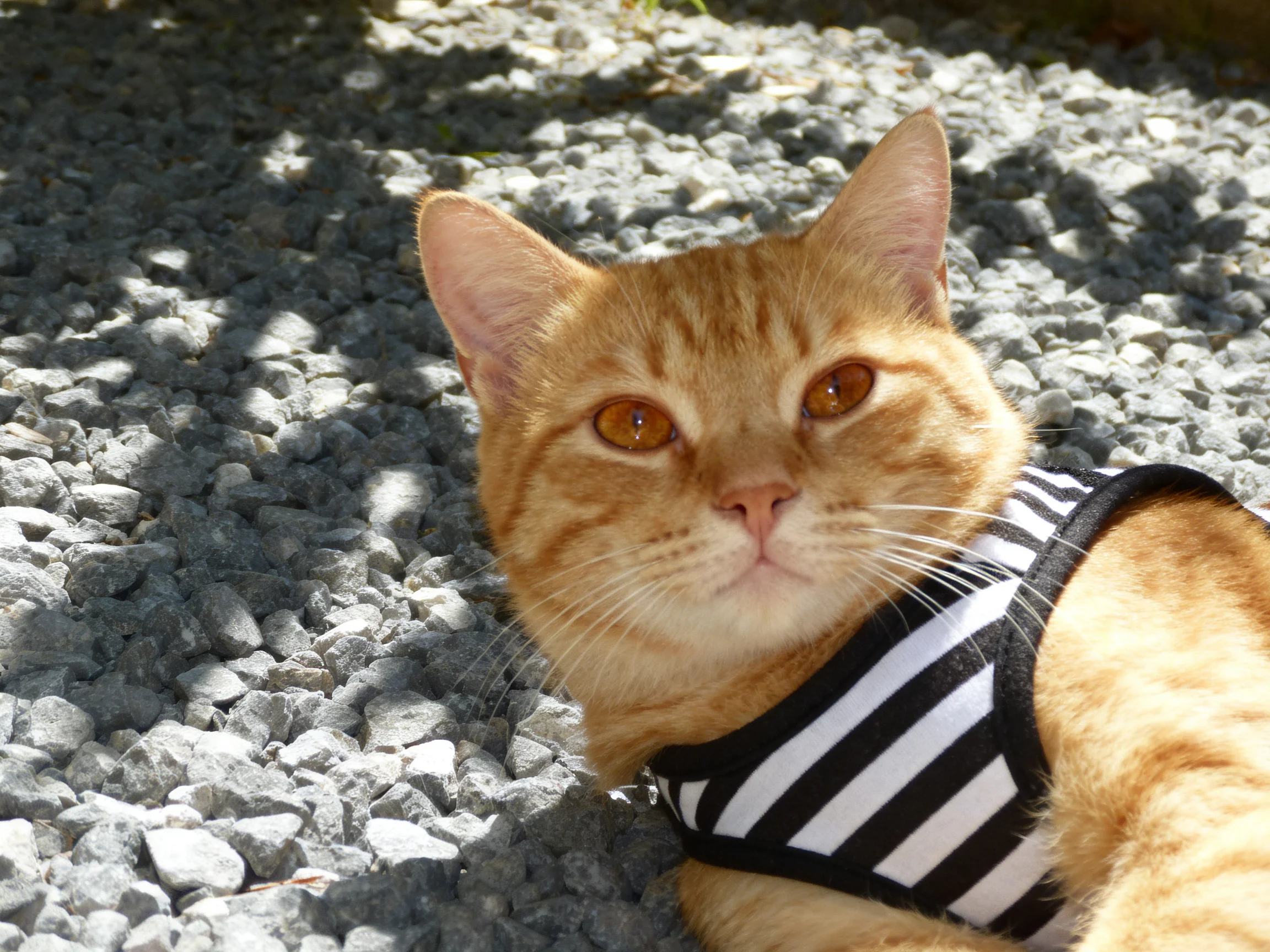 An orange cat in a black-and-white striped harness rests on gray gravel