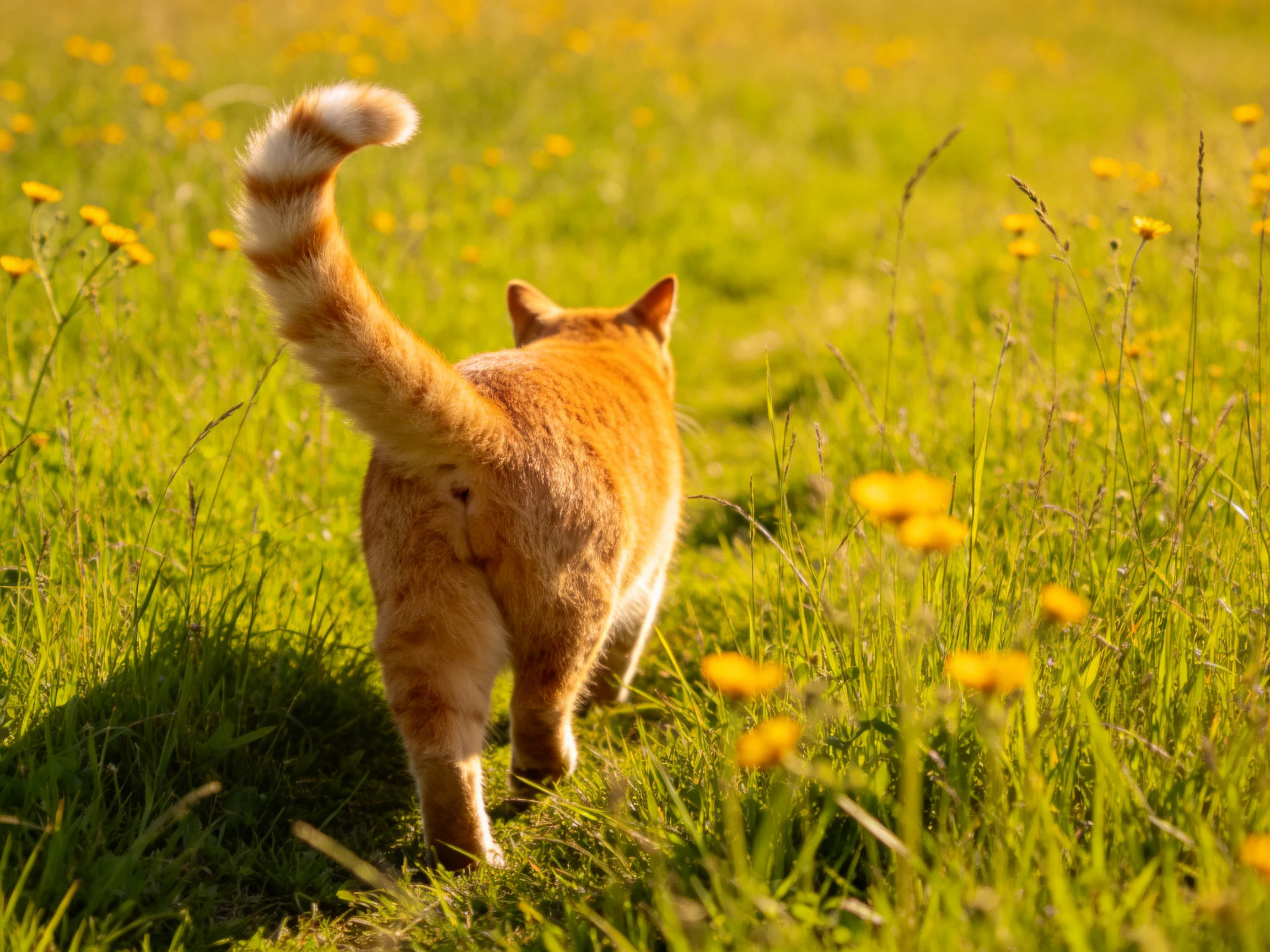 An orange cat wanders through a sunlit meadow of tall green grass and yellow wildflowers