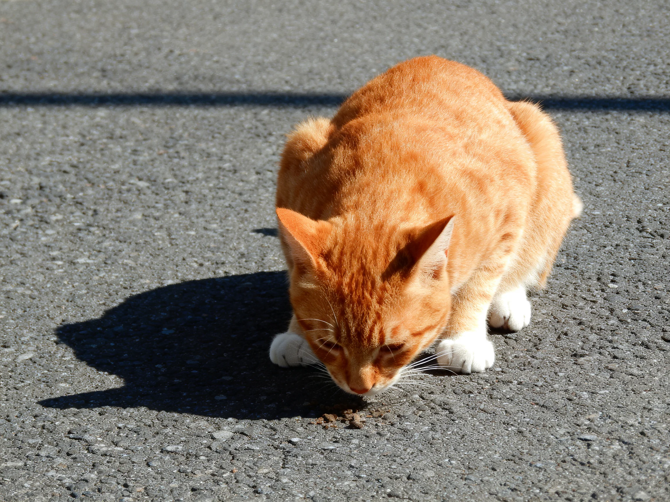 An orange cat with white paws sniffs food on a gray pavement