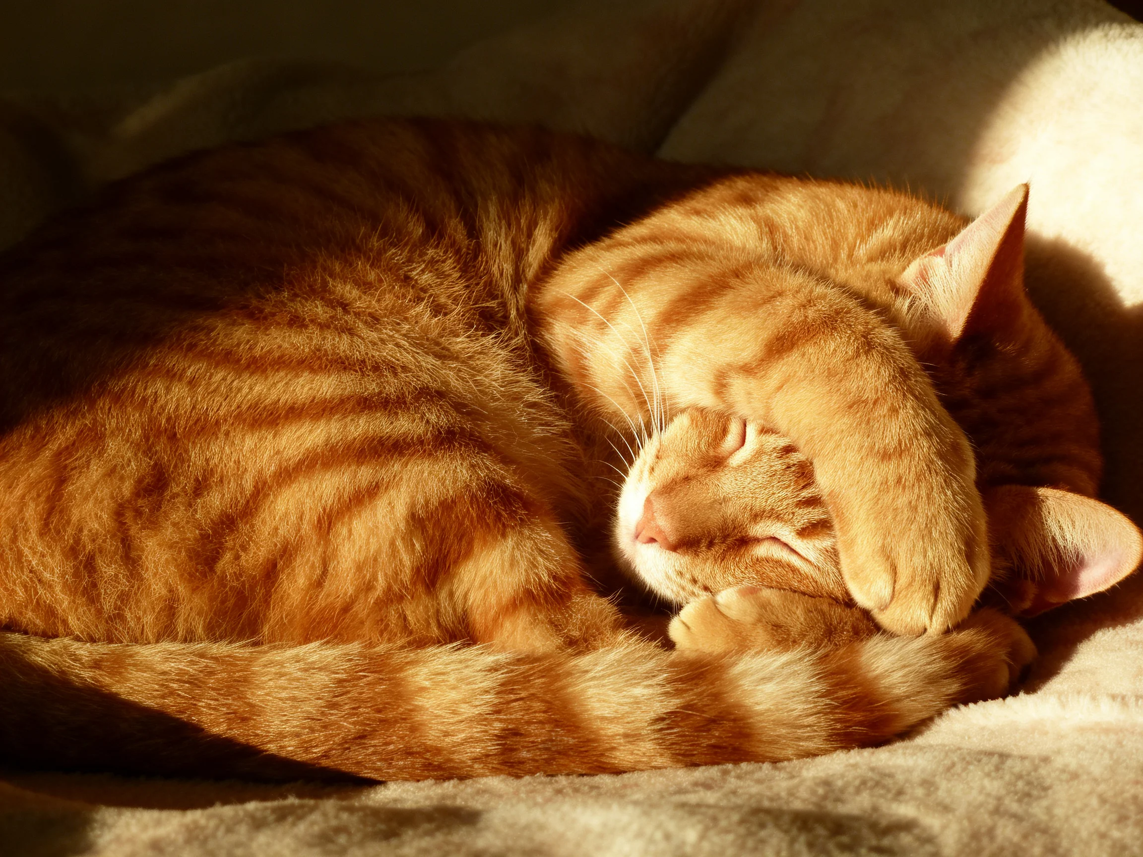 An orange tabby cat curled in warm sunlight on a soft surface