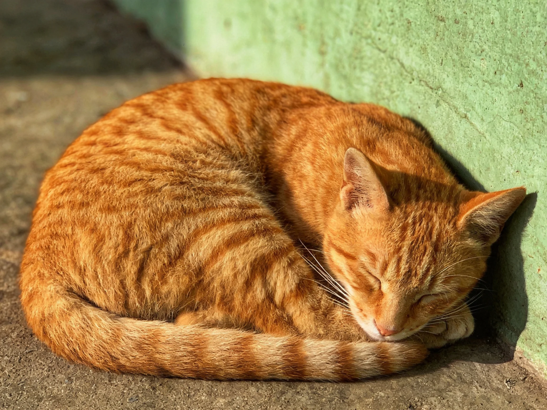 An orange tabby cat curled up beside a textured green wall