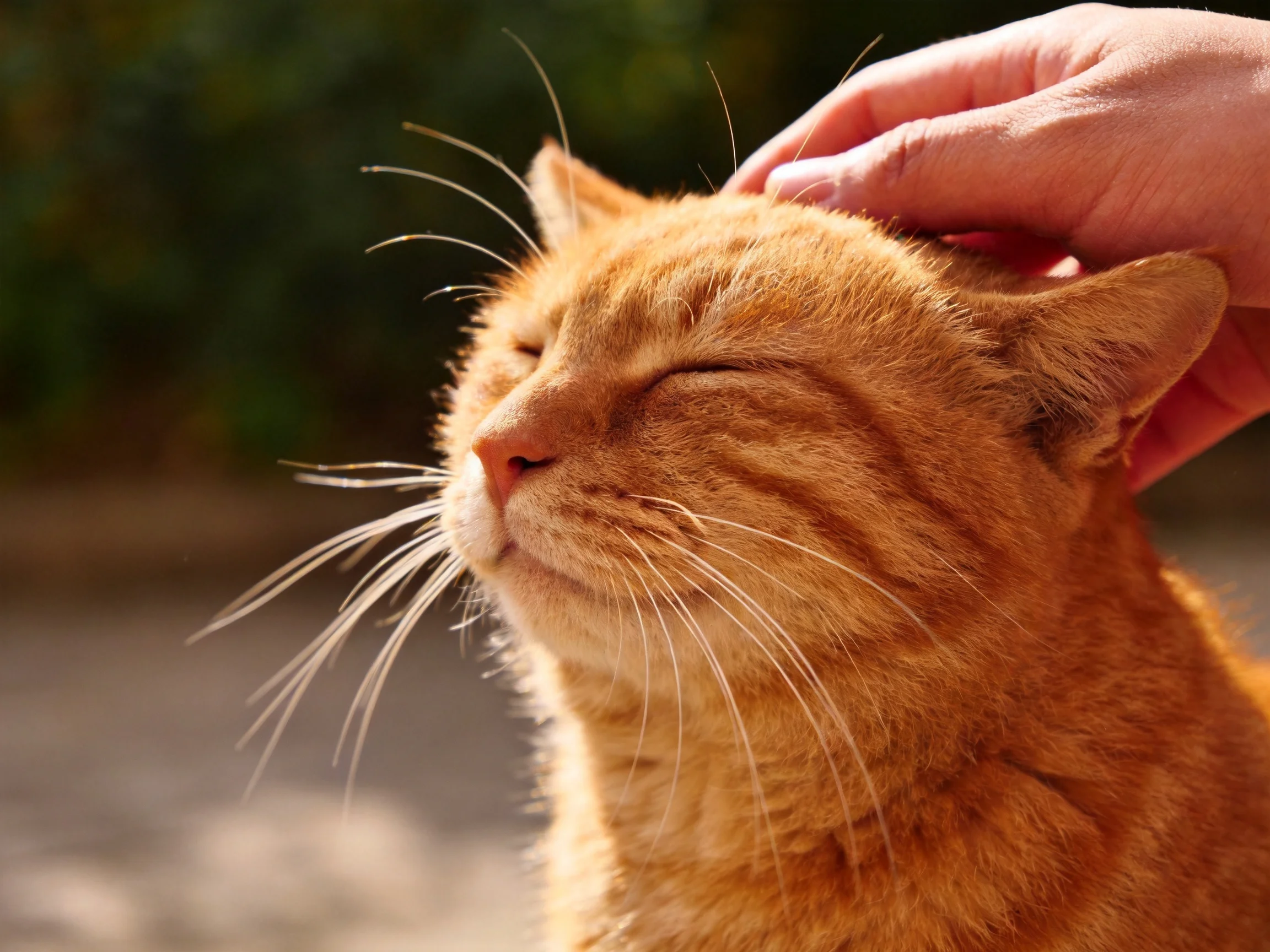 An orange tabby cat enjoys a gentle head scratch outdoors