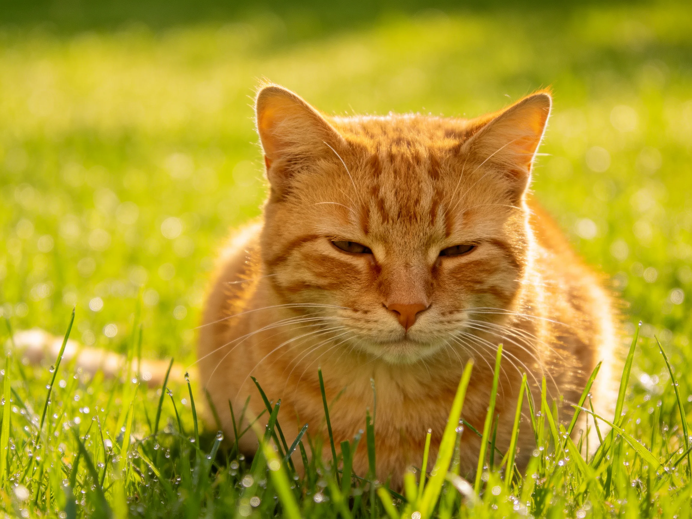 An orange tabby cat lounges amid lush green grass under bright sunlight