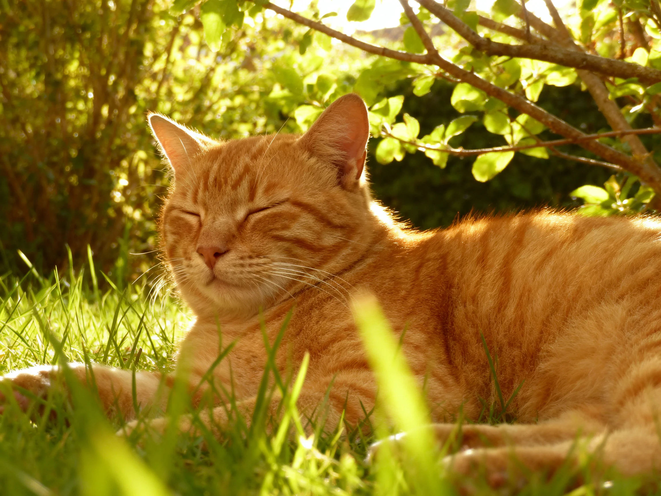 An orange tabby cat napping in sun-dappled grass near leafy bushes