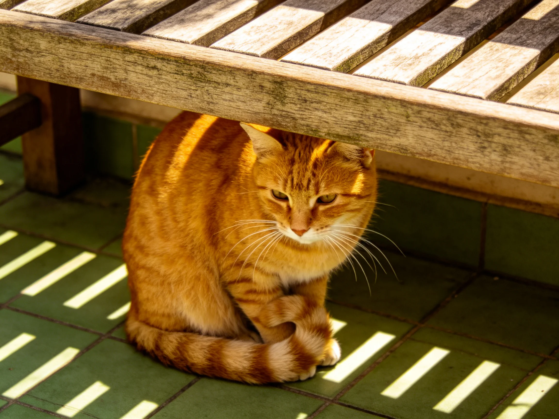 An orange tabby cat rests under a weathered wooden bench bathed in sunlight.