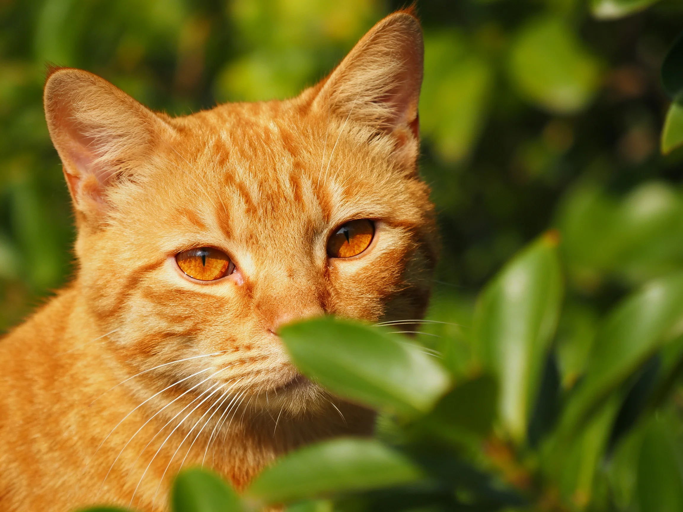 An orange tabby cat partially hidden by lush green foliage
