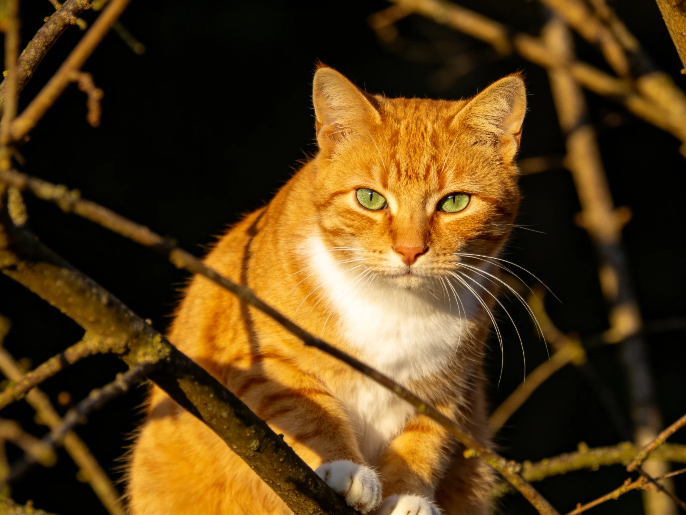 An orange tabby cat sits among tree branches in dim light.