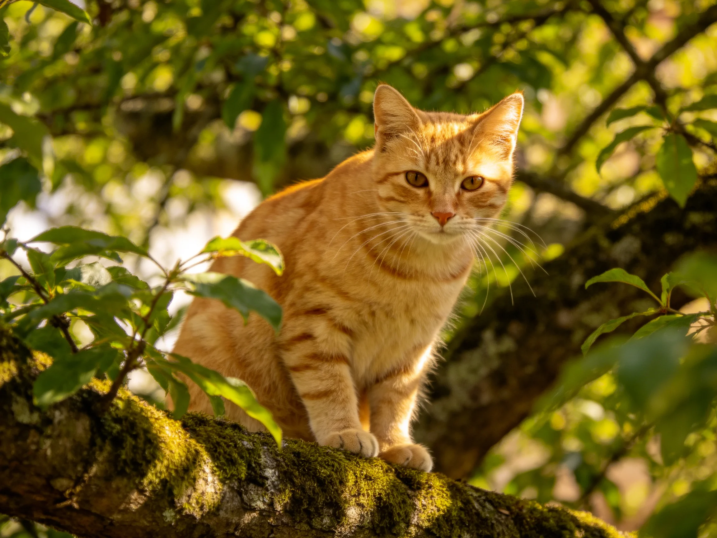 An orange tabby cat perched on a moss-covered tree branch