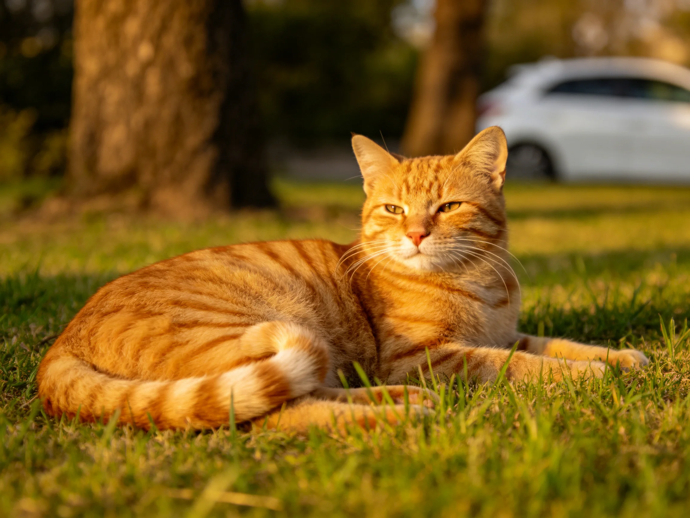 An orange tabby cat relaxes on sunlit grass near trees
