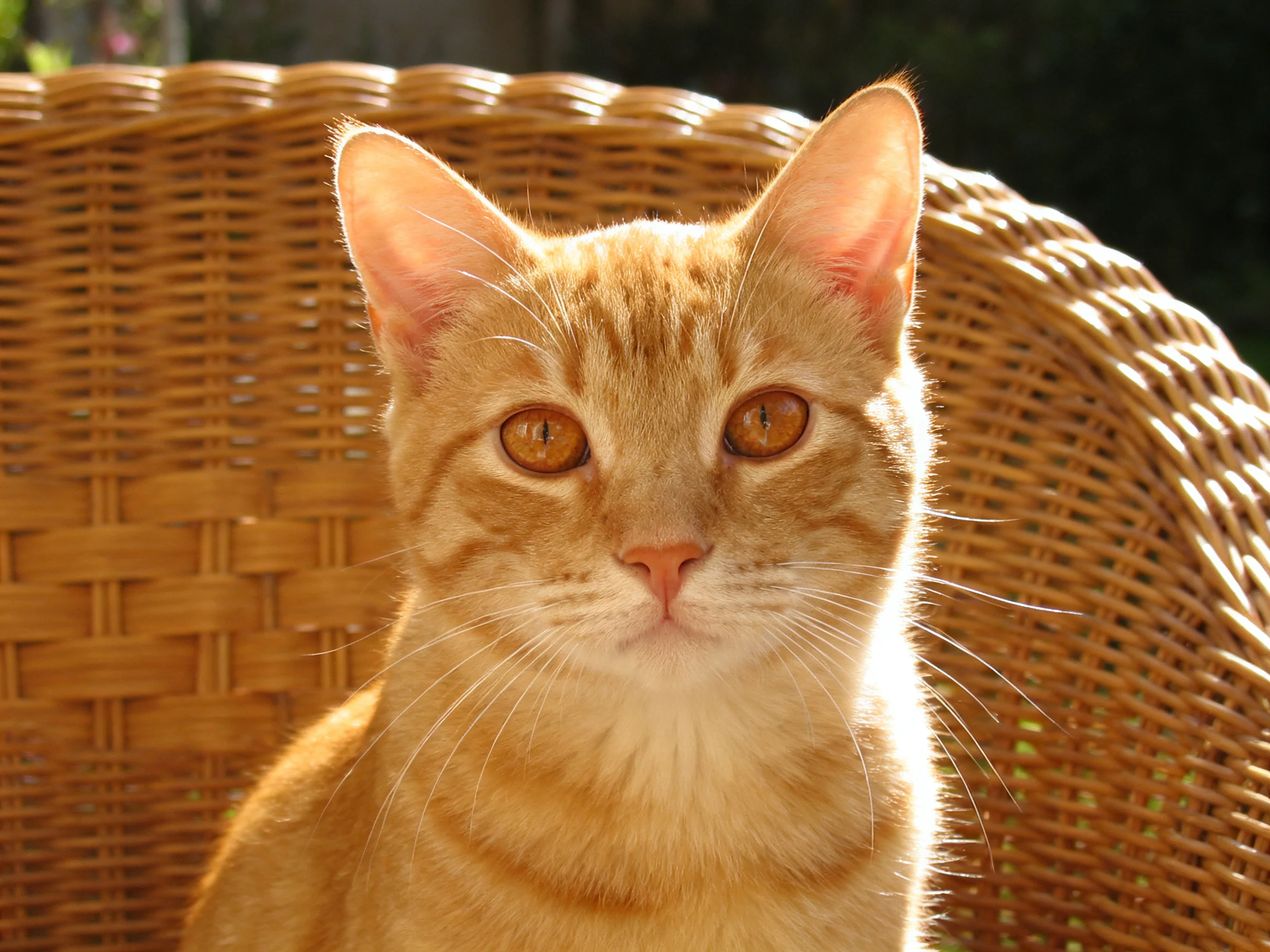 An orange tabby cat resting on a woven wicker chair in bright sunlight