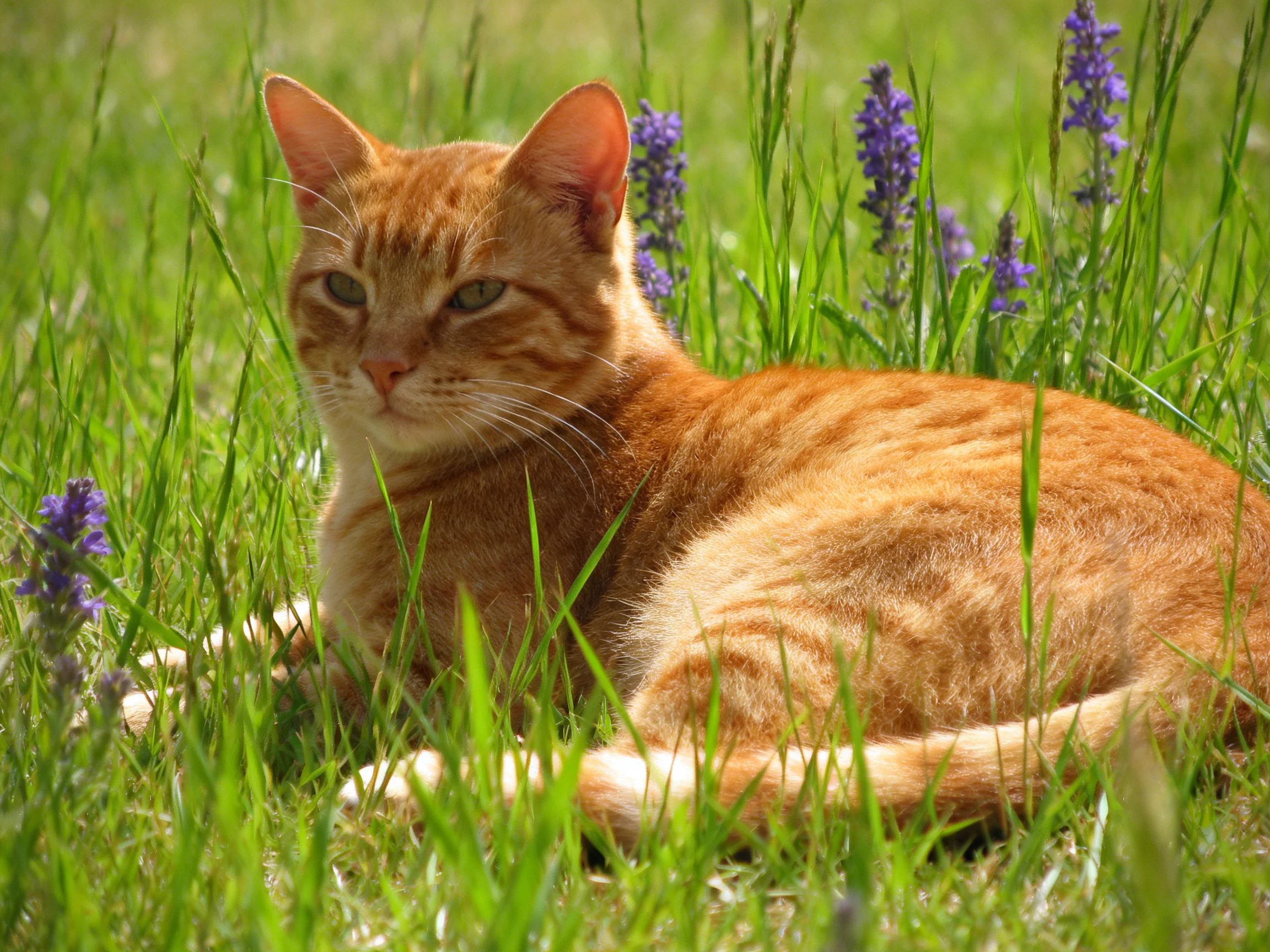 An orange tabby cat relaxes among tall grass and purple flowers in a sunny outdoor setting.