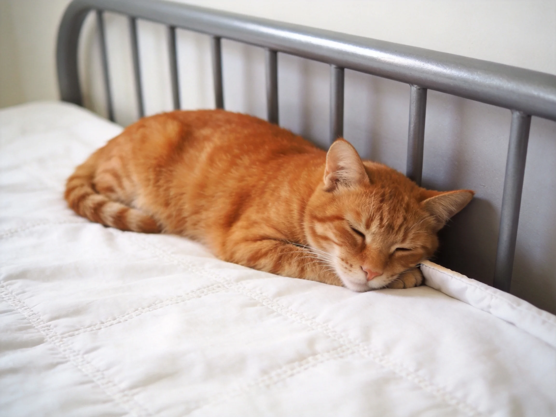 An orange tabby cat sleeps on a white bed with a gray metal headboard