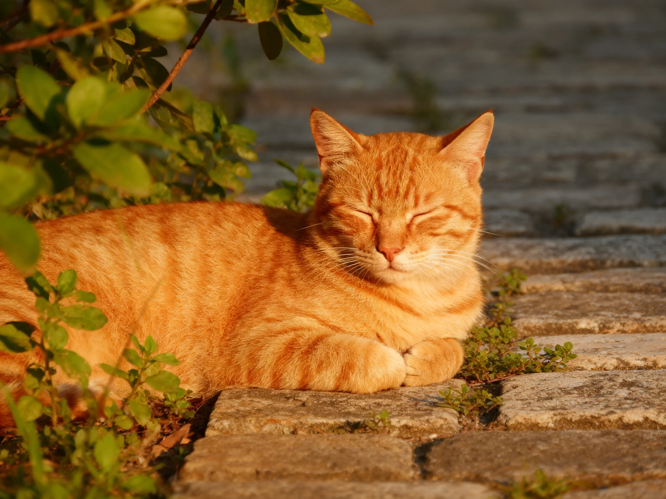 An orange tabby cat rests on cobblestones near green foliage