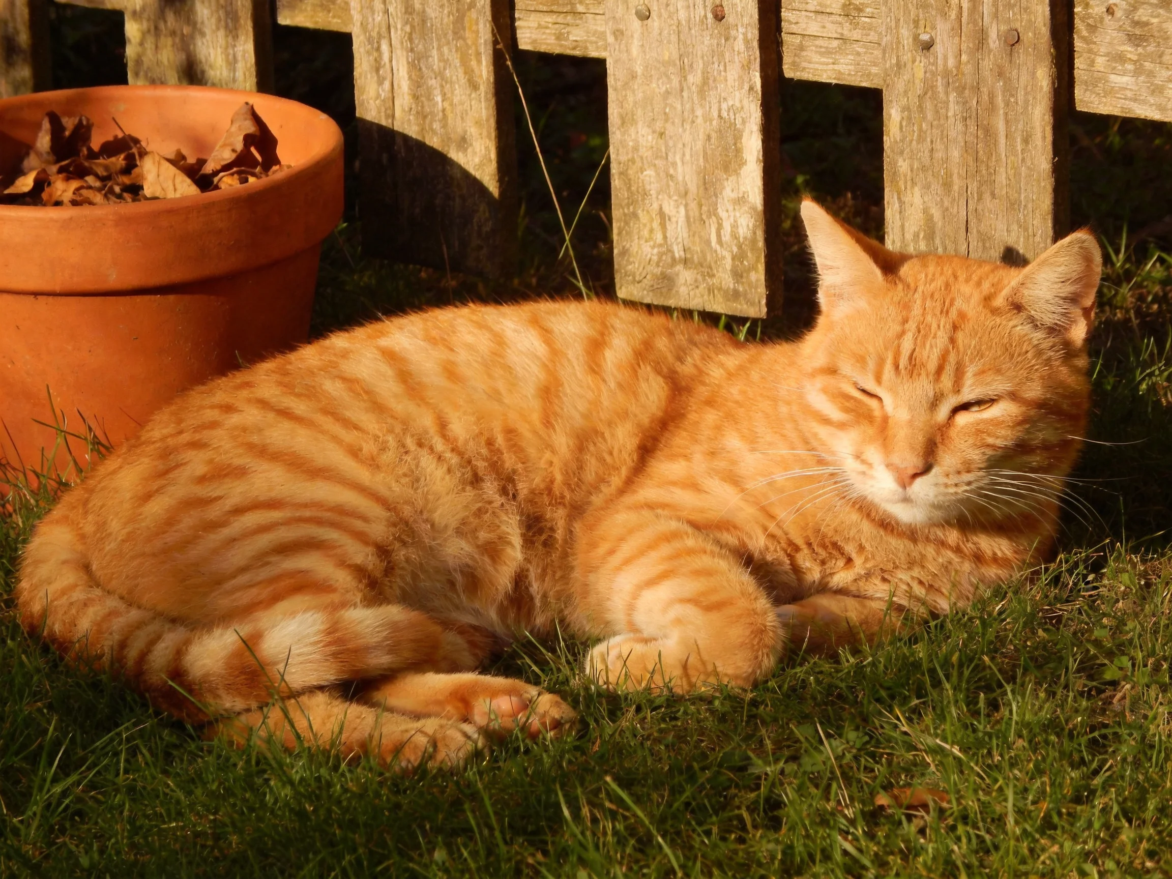 An orange tabby cat relaxes on grass beside a wooden fence.