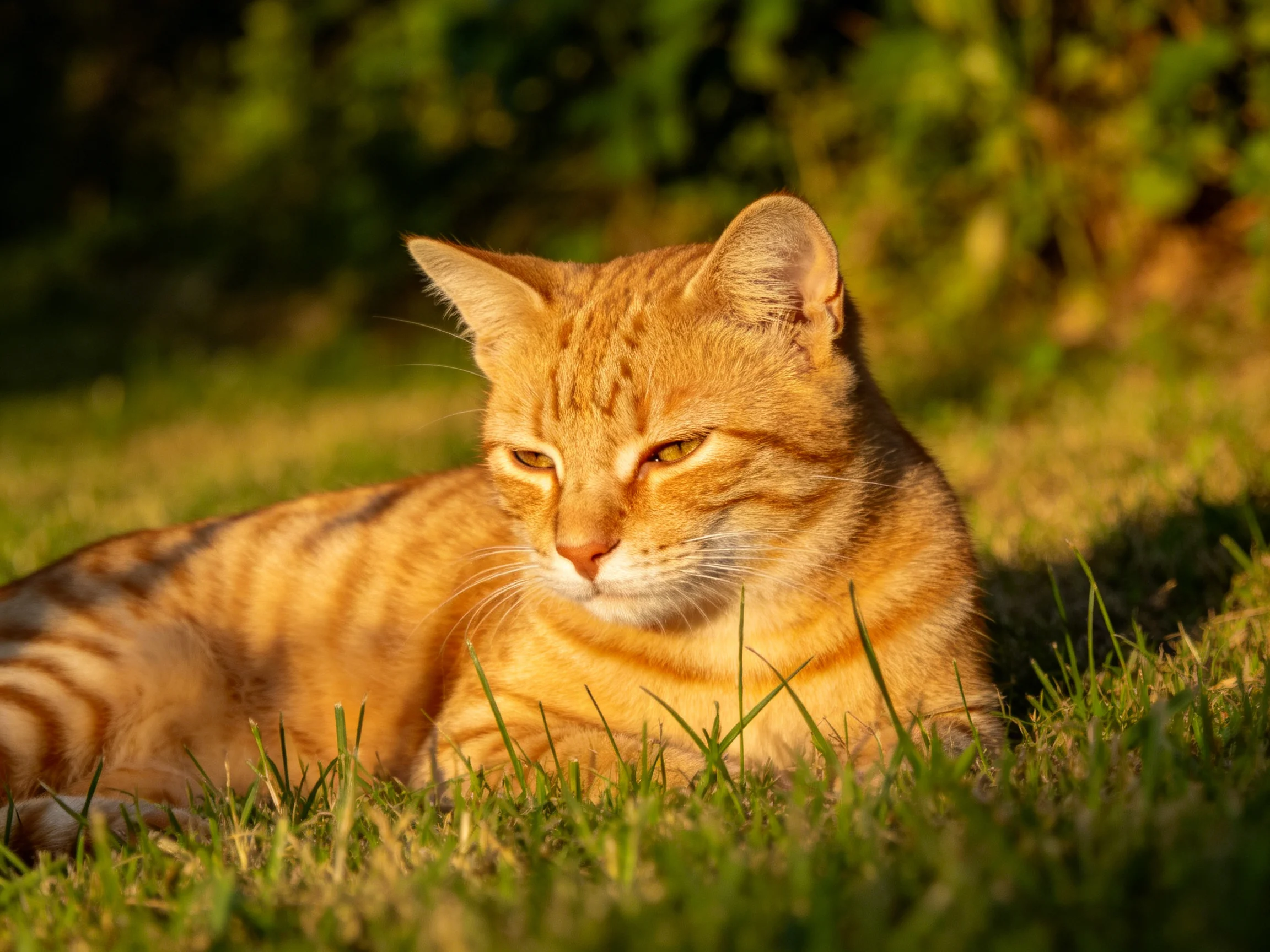 An orange tabby cat relaxes on grass in a sunlit outdoor area.