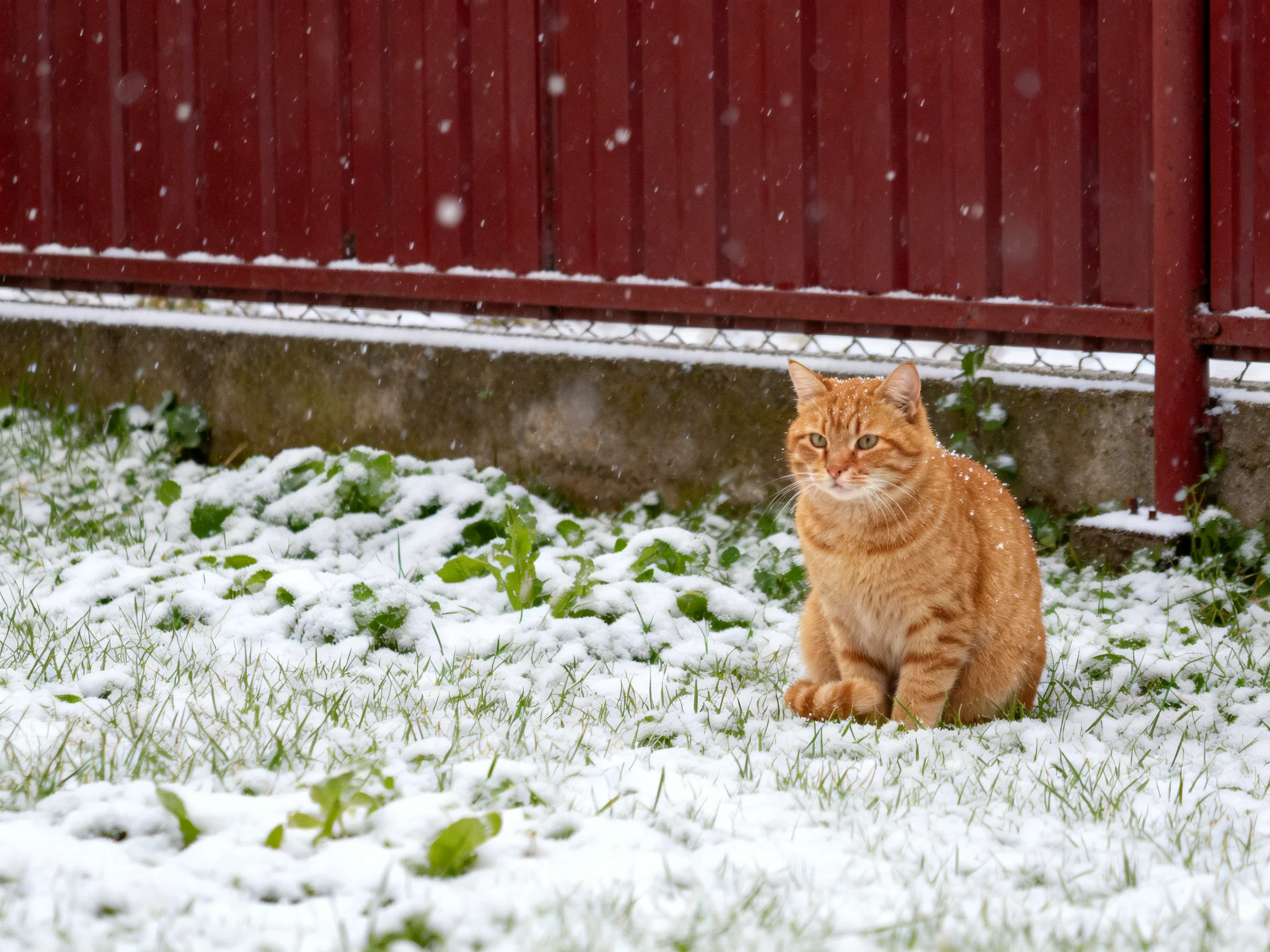 An orange tabby cat sits amid falling snow near a red fence