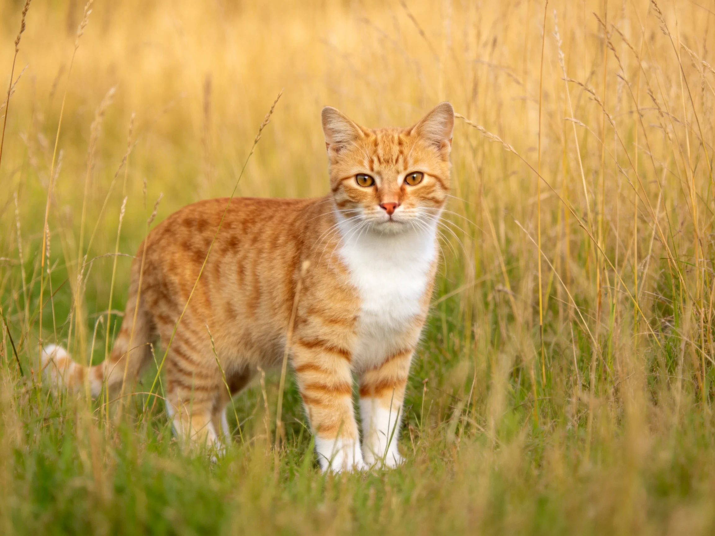 An orange tabby cat stands calmly among tall grasses.