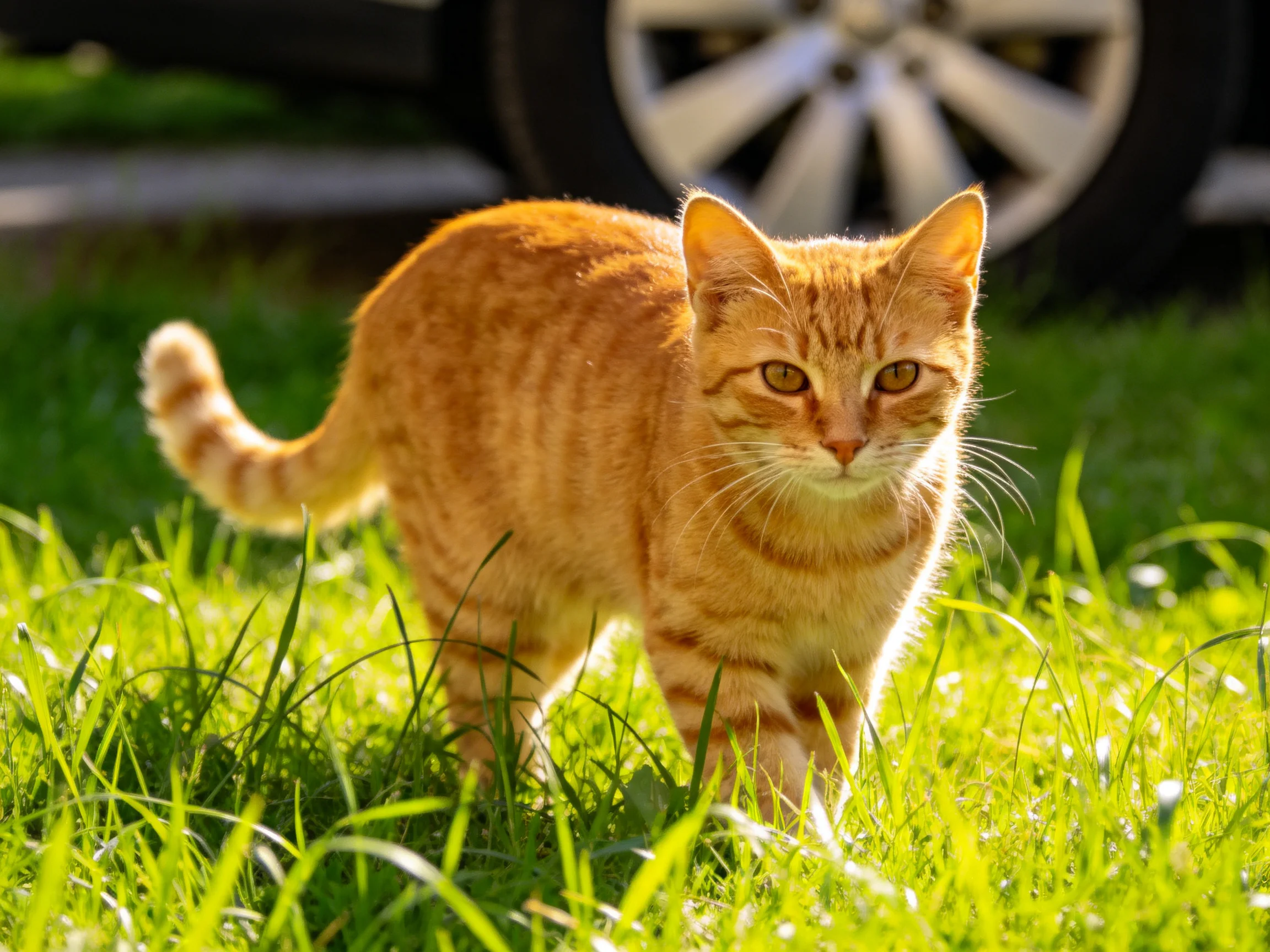 An orange tabby cat walks through lush green grass near a car wheel