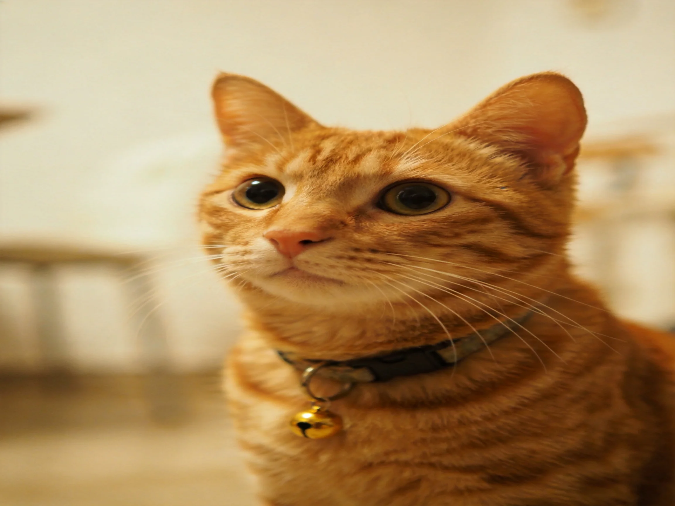 An orange tabby cat with a bell collar gazes curiously indoors