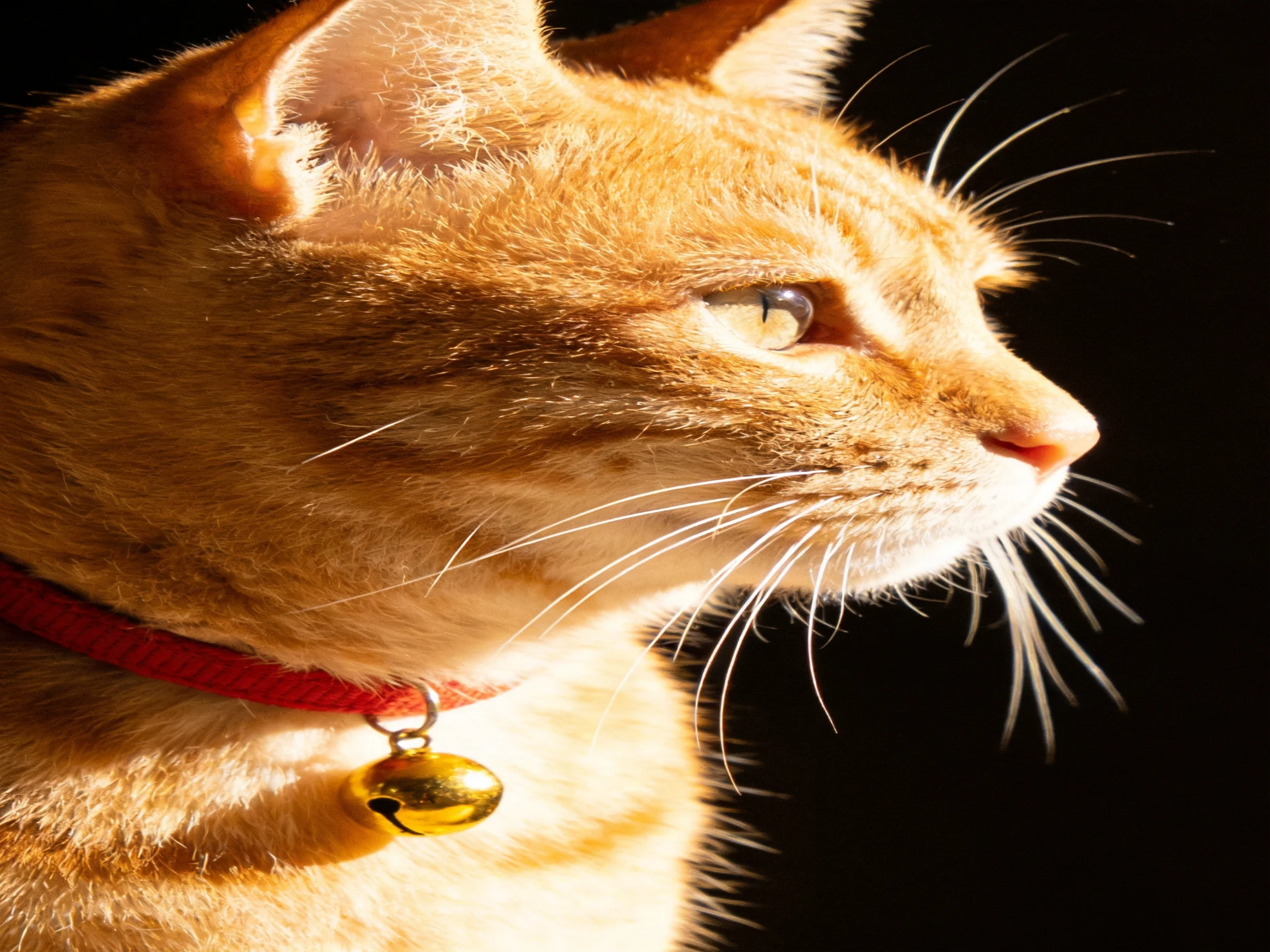 An orange tabby cat with a red collar and golden bell against a black backdrop