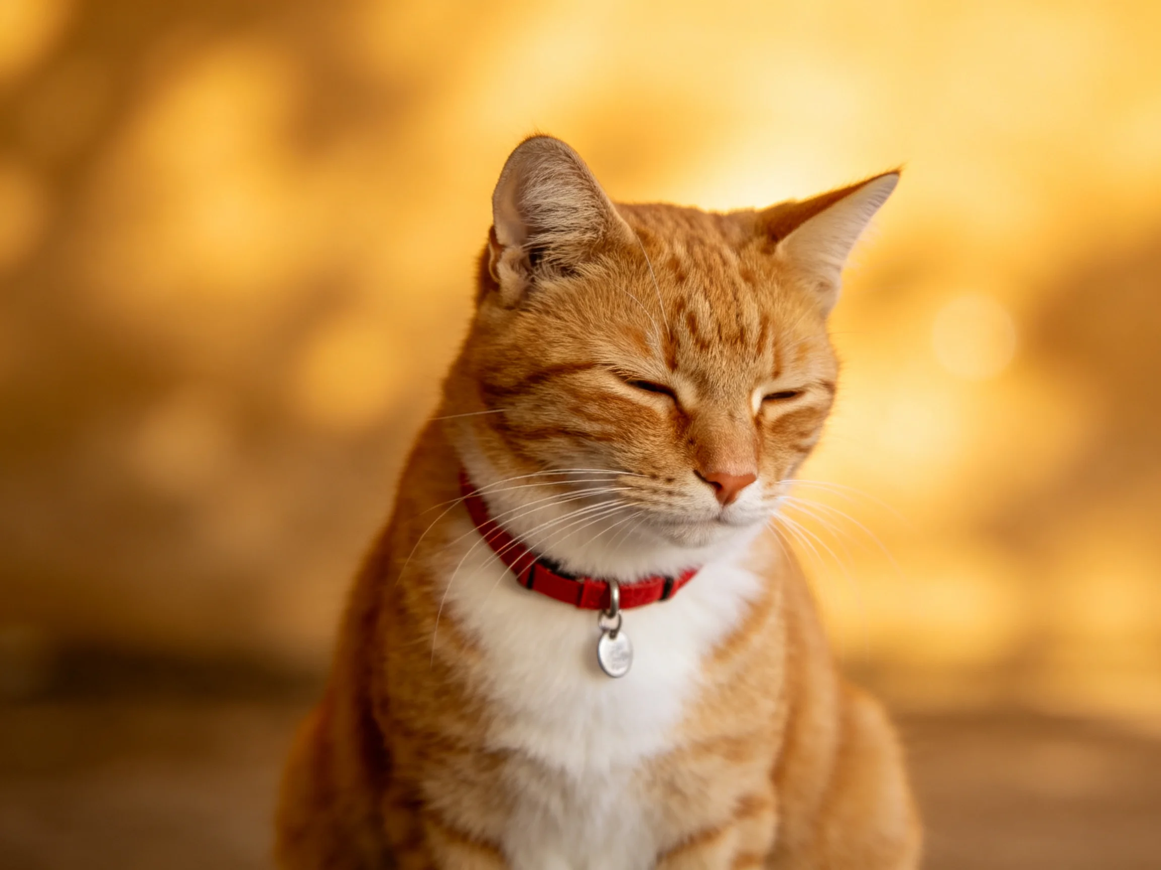 An orange tabby cat with a red collar sits against a golden bokeh background