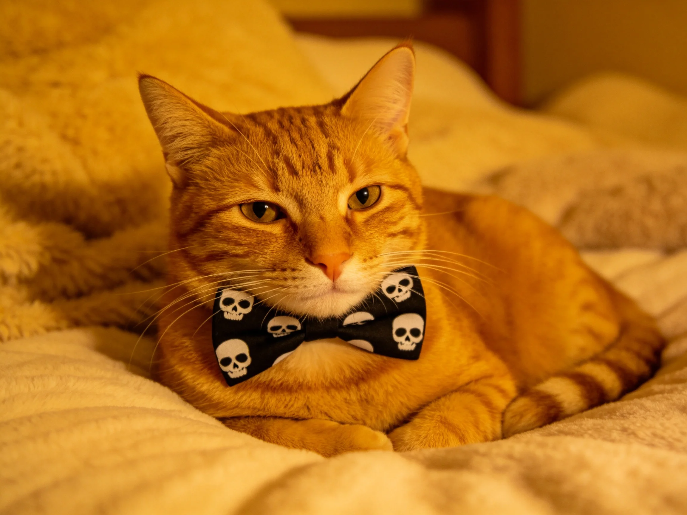 An orange cat with a skull-patterned bow tie relaxes on a bed.