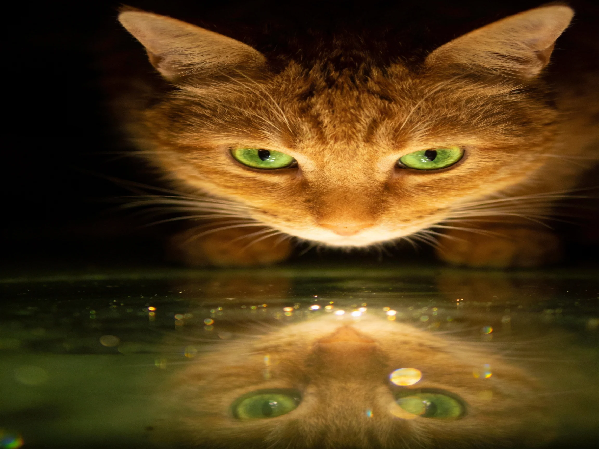 An orange tabby cat observes its reflection in dark water.