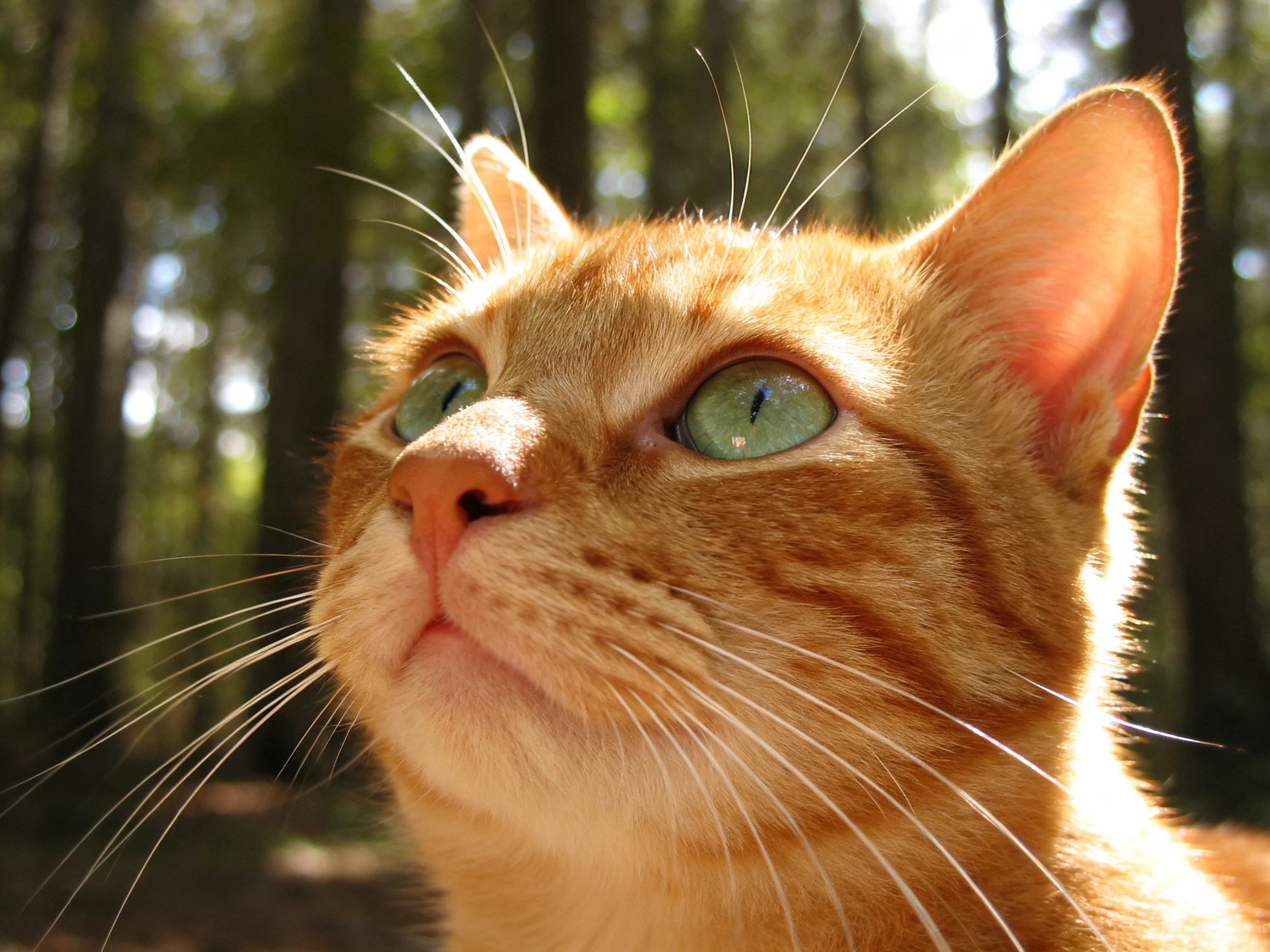 An orange tabby cat gazes upward in a sunlit forest setting.
