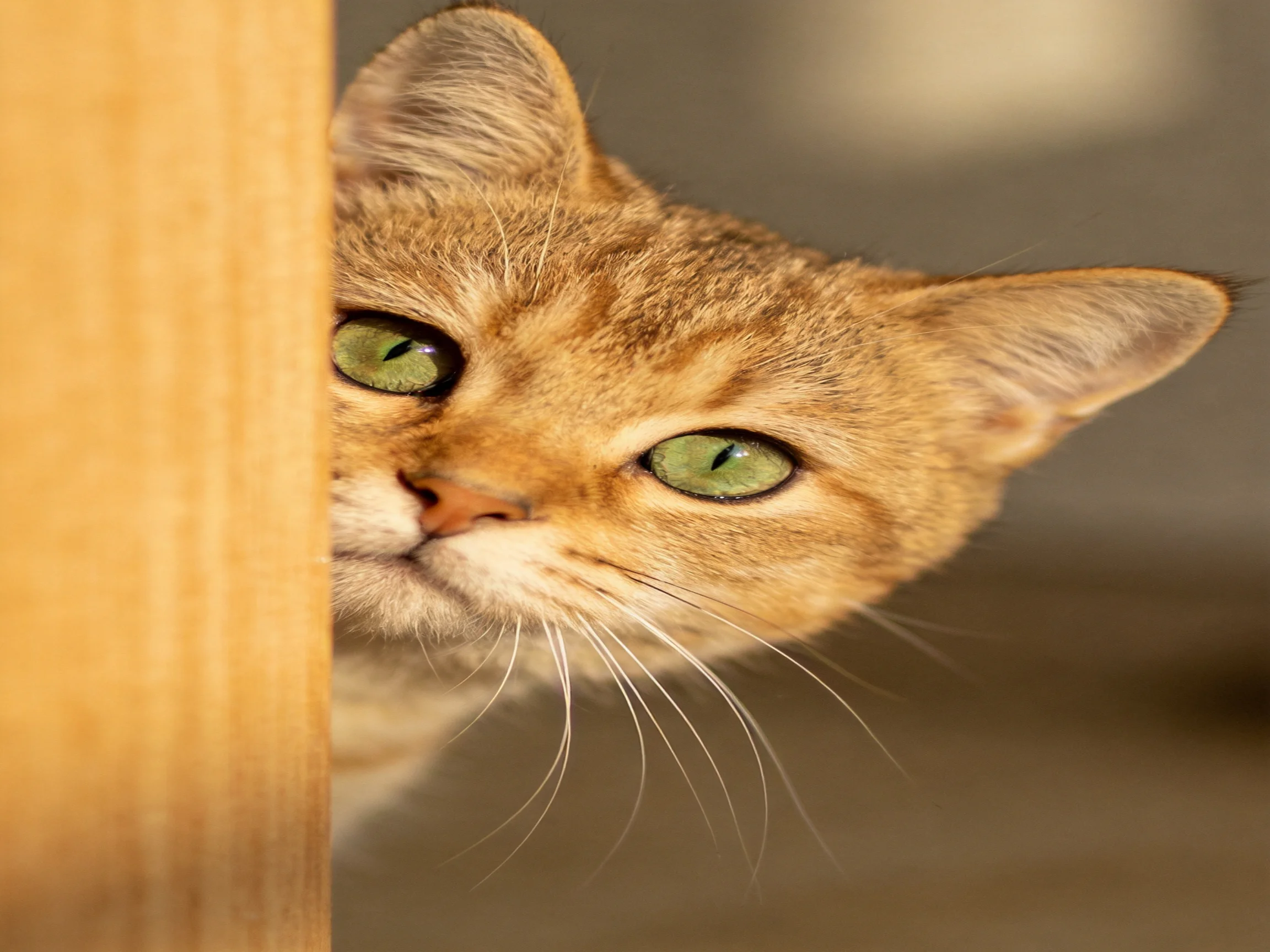 An orange tabby cat with green eyes peeks from behind a wooden object.