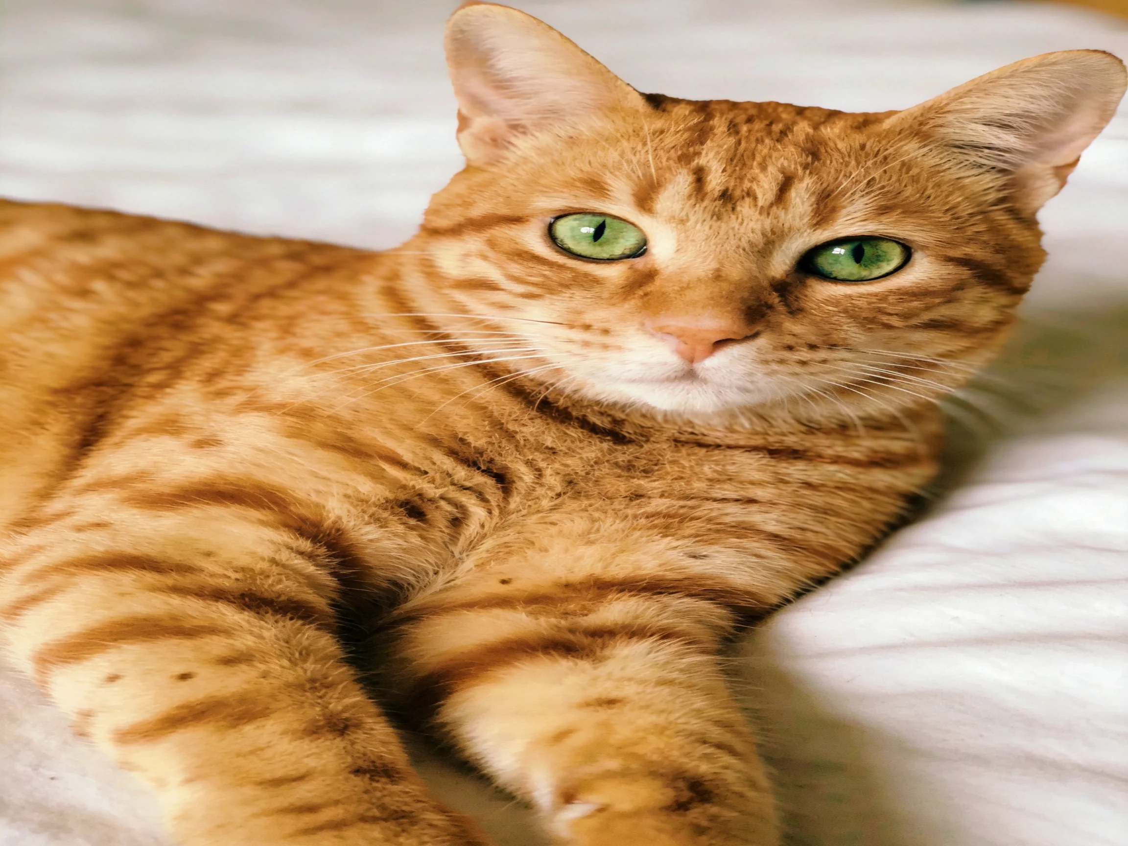 An orange tabby cat relaxes on white bedding in a calm environment.