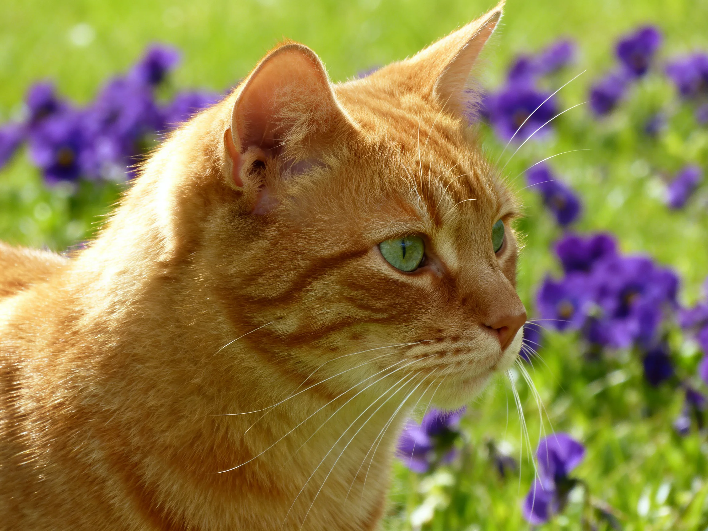 An orange tabby cat with green eyes is near purple flowers in a sunlit outdoor space.