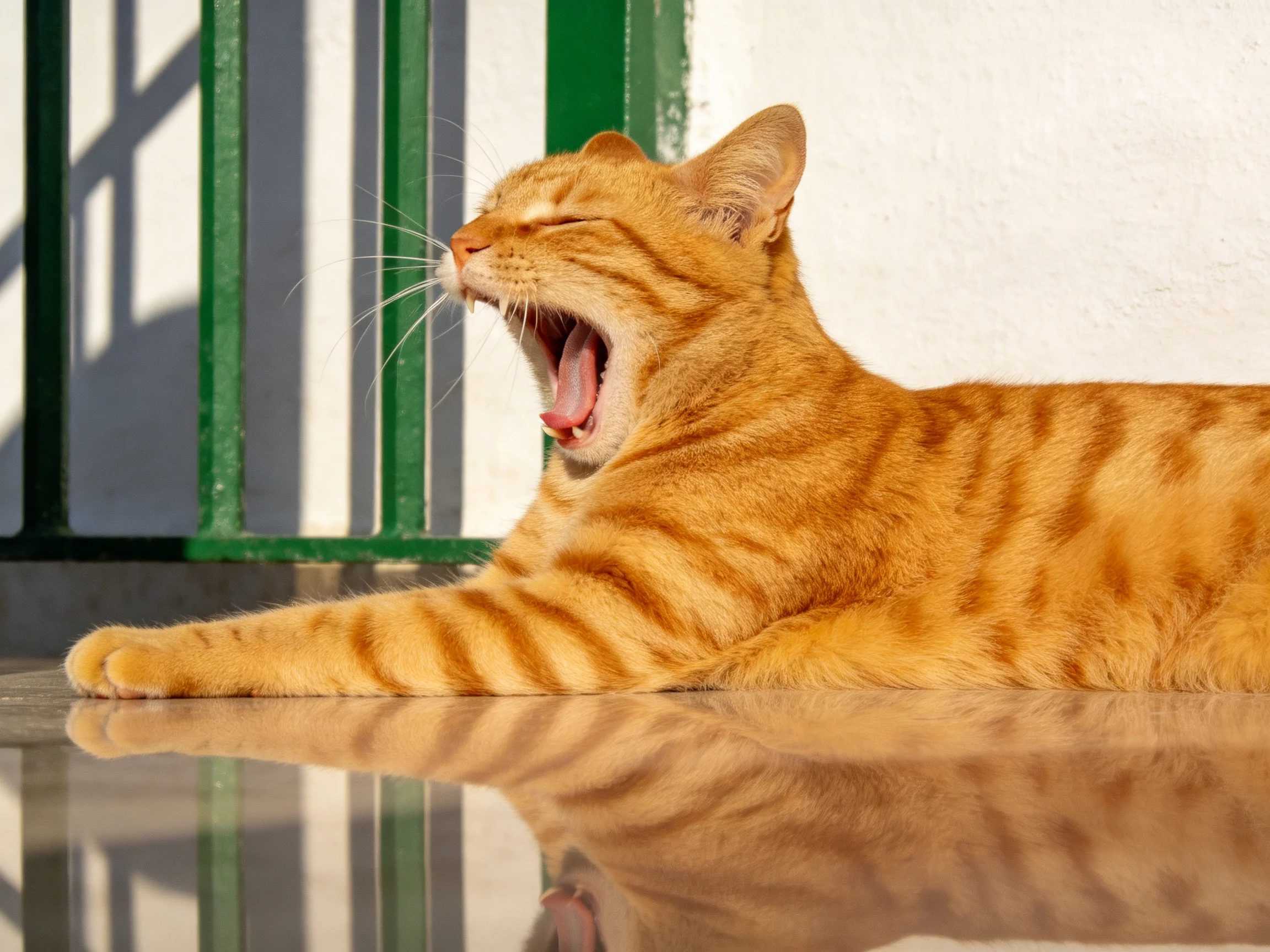 An orange tabby cat yawns on a reflective surface beside green railings