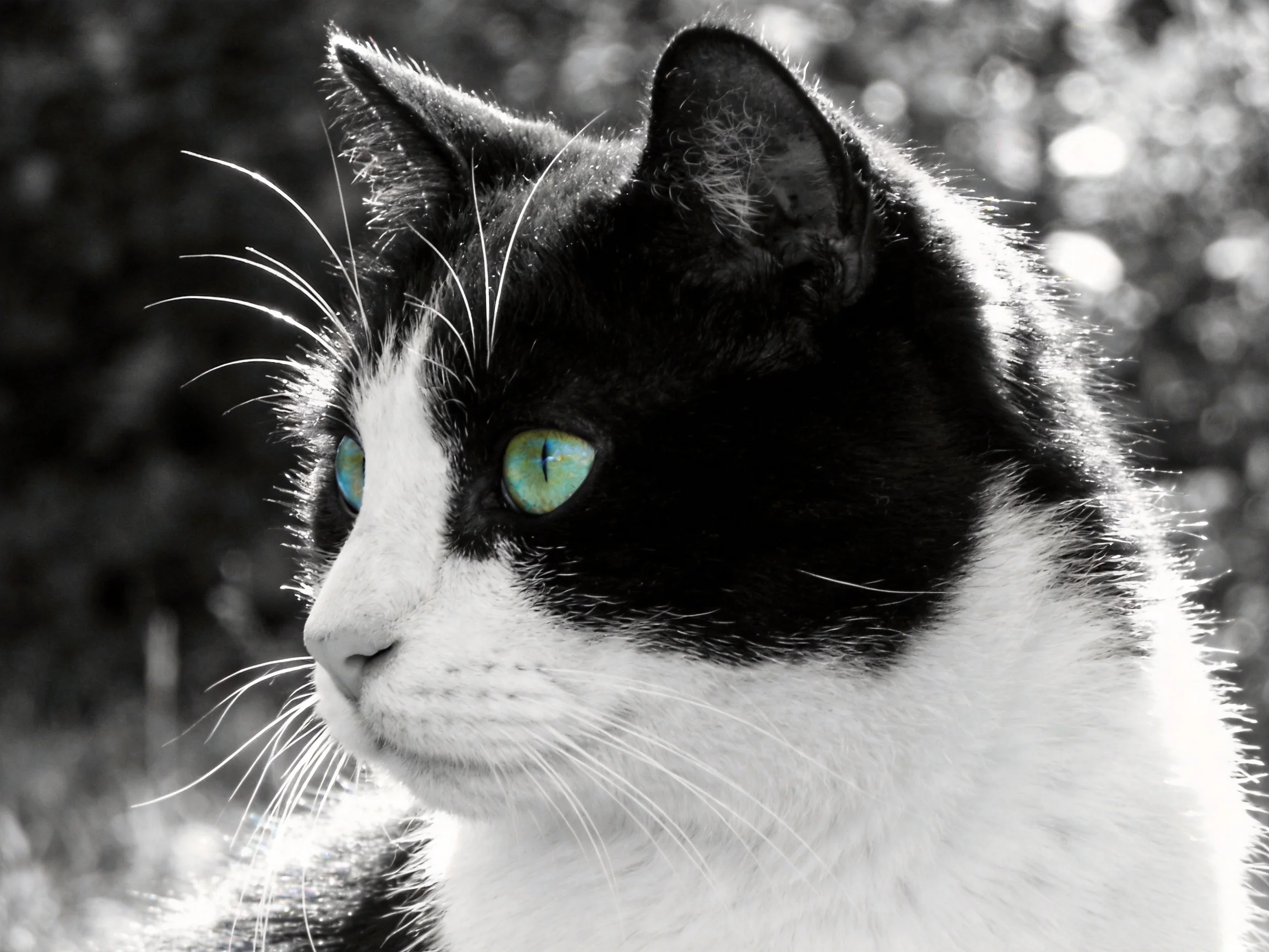 A black - and - white cat with bright green eyes is shown against a blurred natural background.