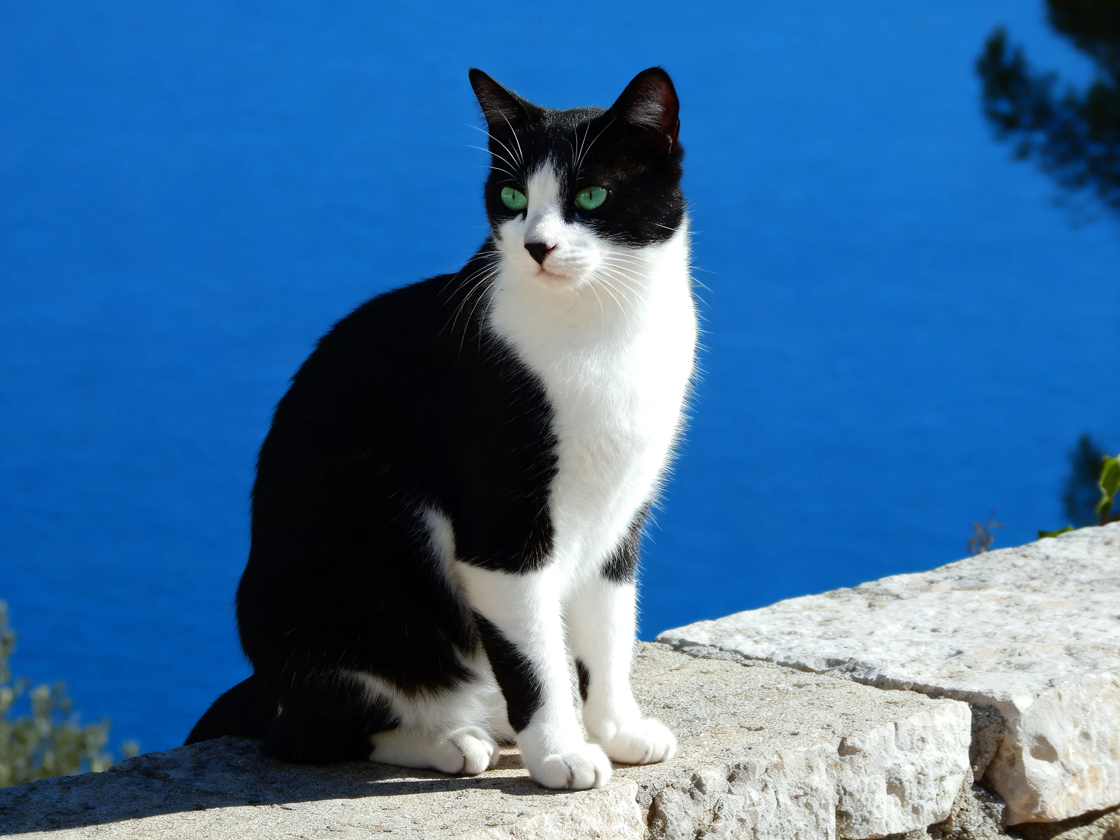 A black and white cat rests on a stone ledge beside blue water.