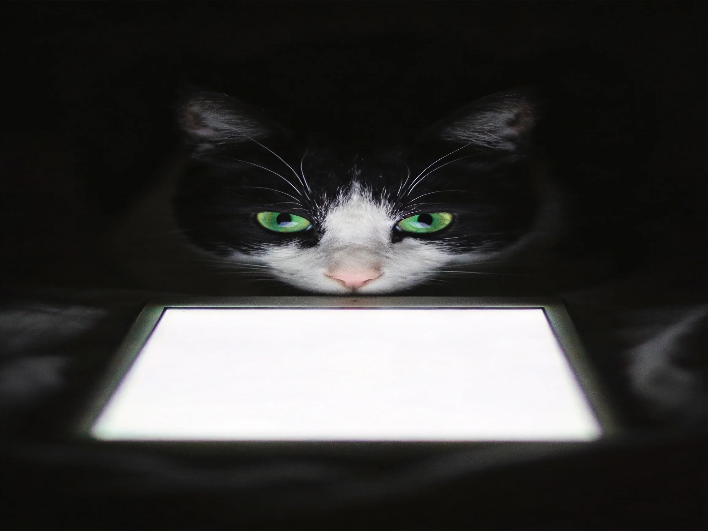 A black and white cat with green eyes intently views the glowing rectangular screen