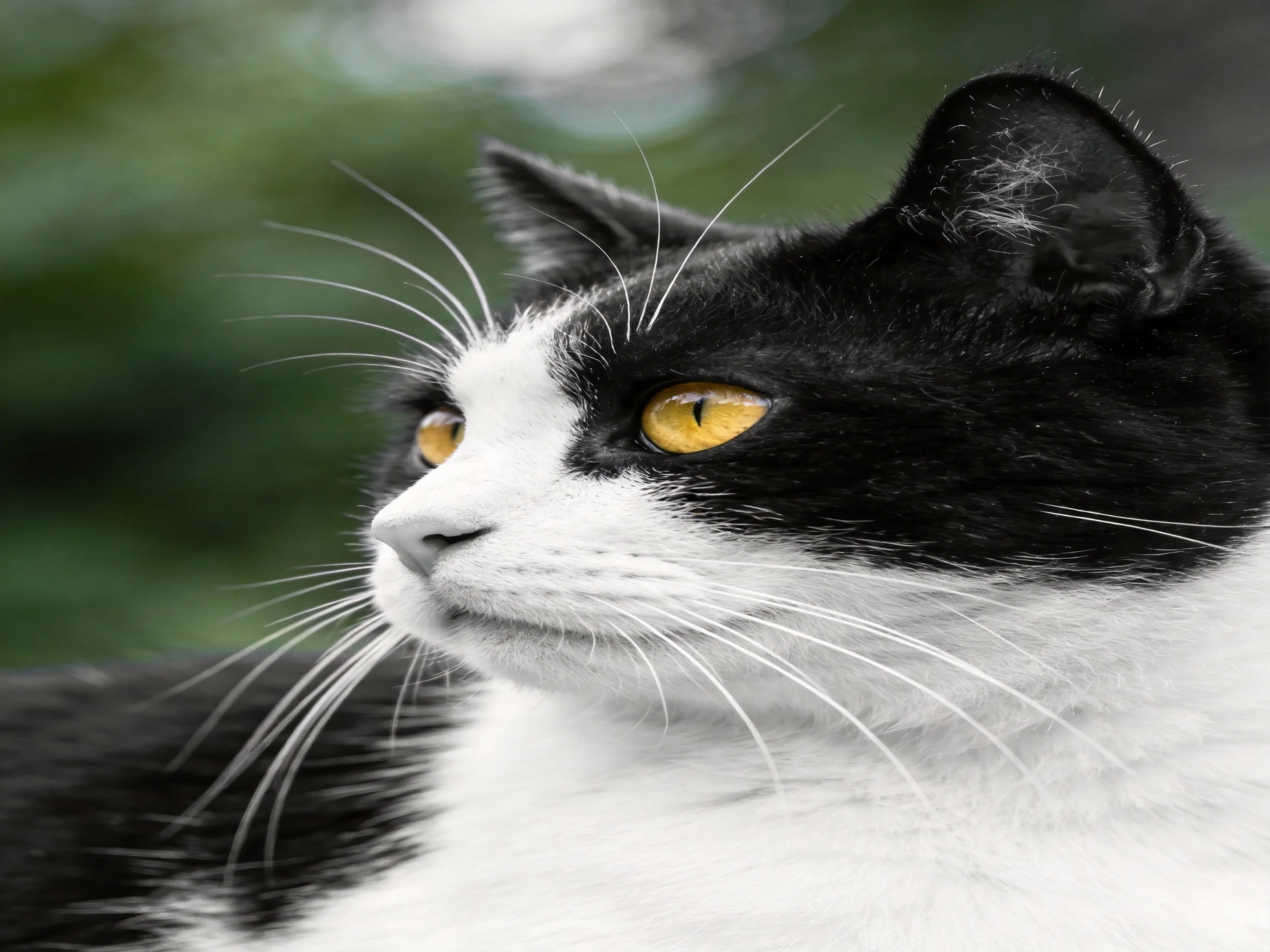 A black and white cat gazes attentively with vivid yellow eyes.