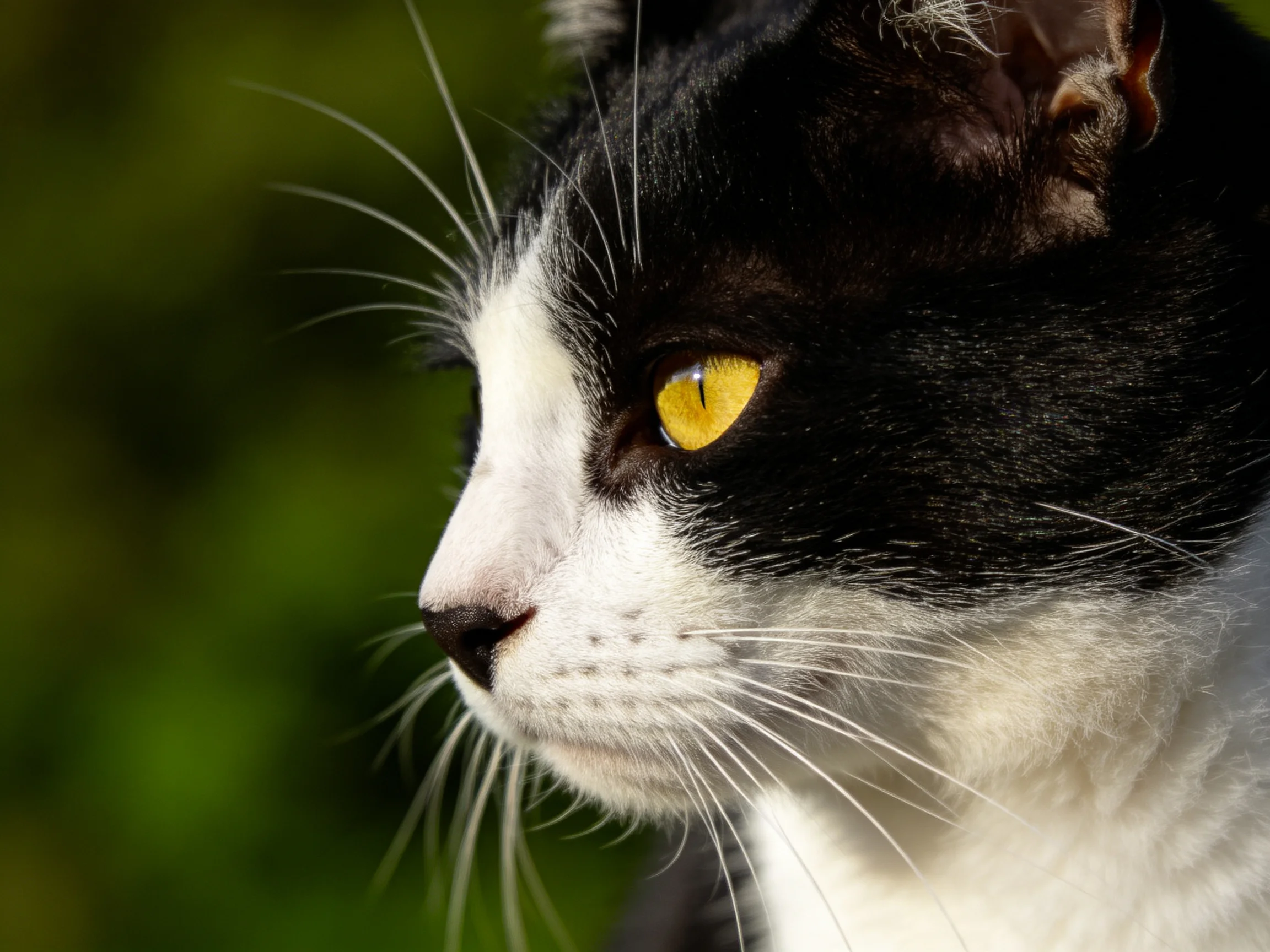 A black-and-white cat looks forward with a bright yellow eye in nature.