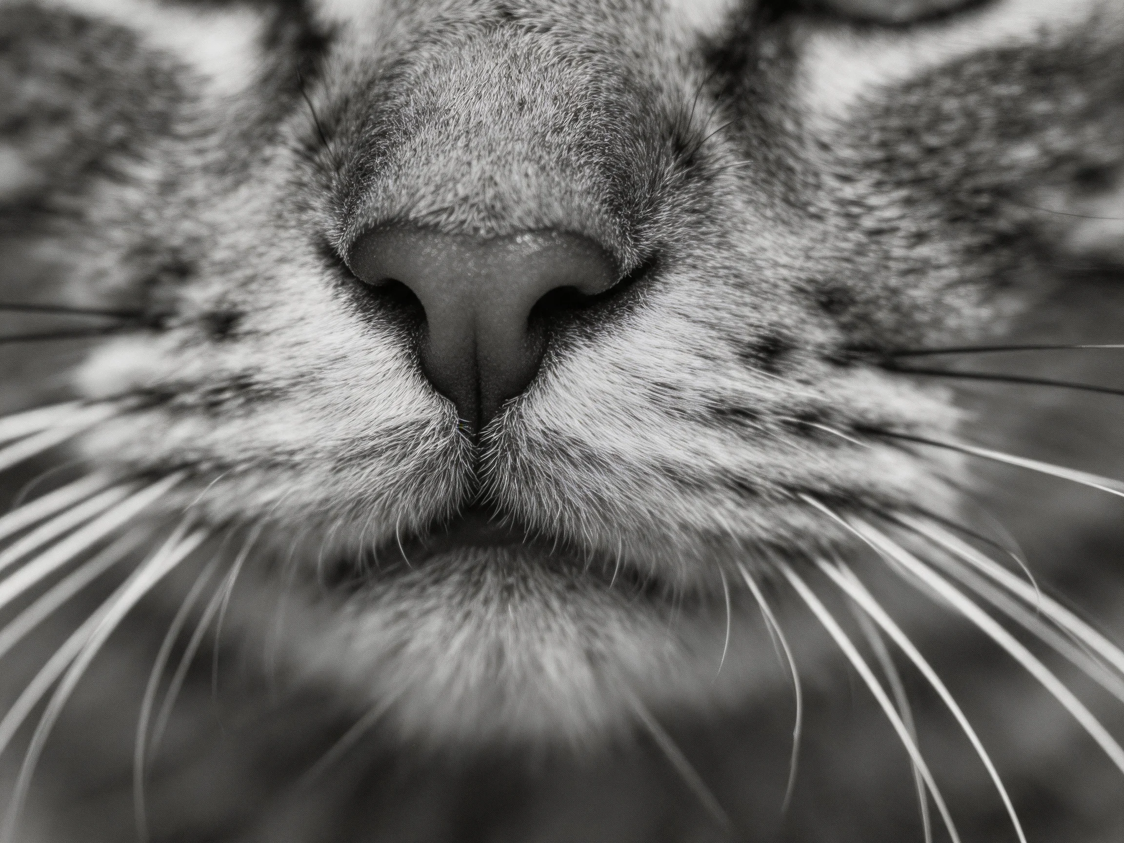 A black and white close-up highlights a cat’s nose and whiskers.