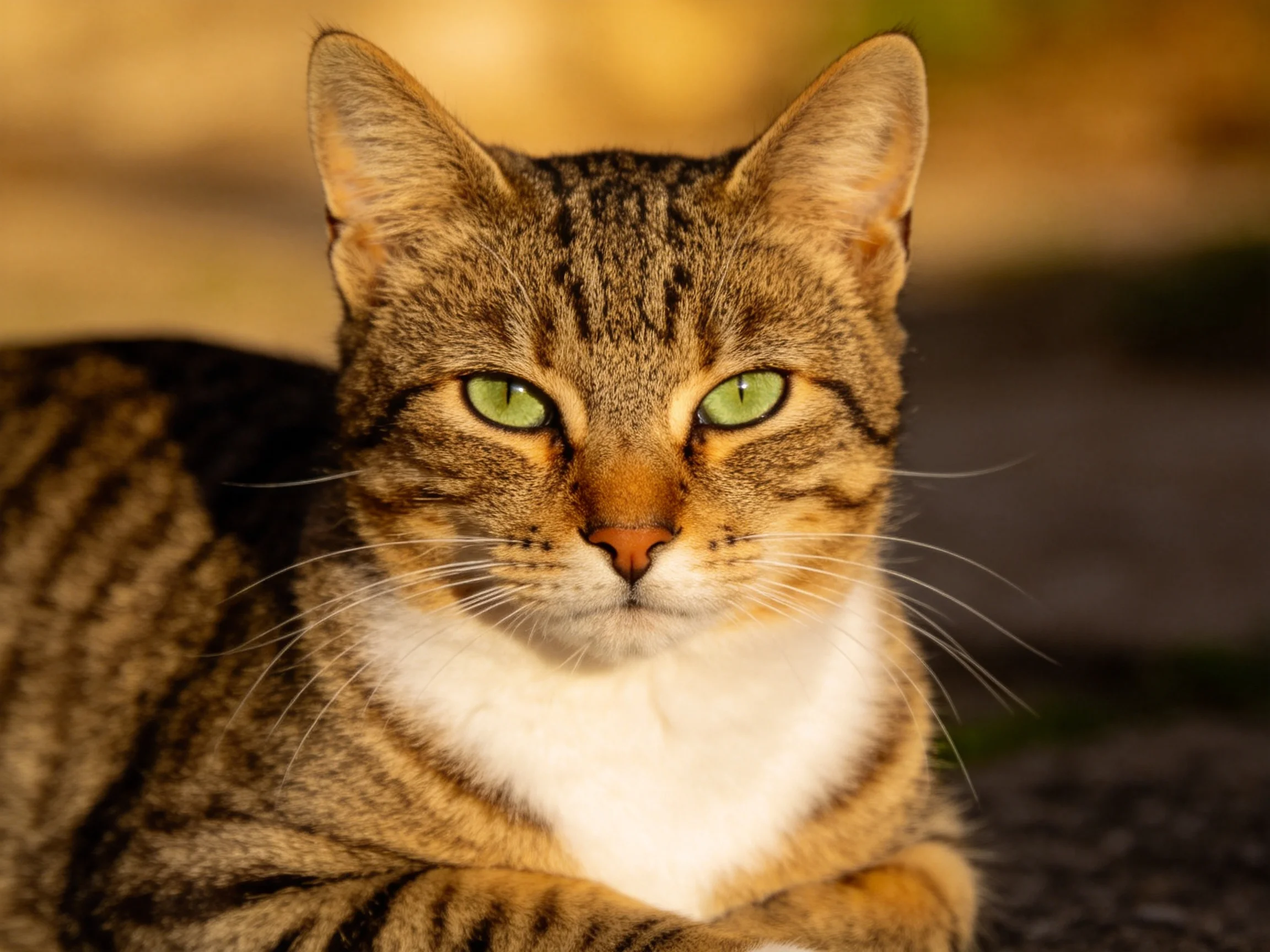 Brown tabby cat with green eyes rests outside.