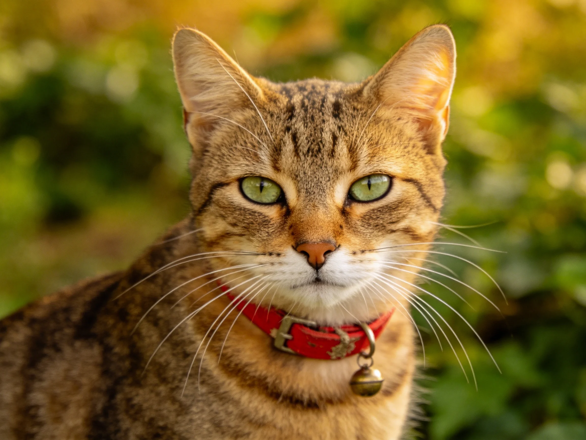Brown tabby cat with red collar is in a sunlit garden.