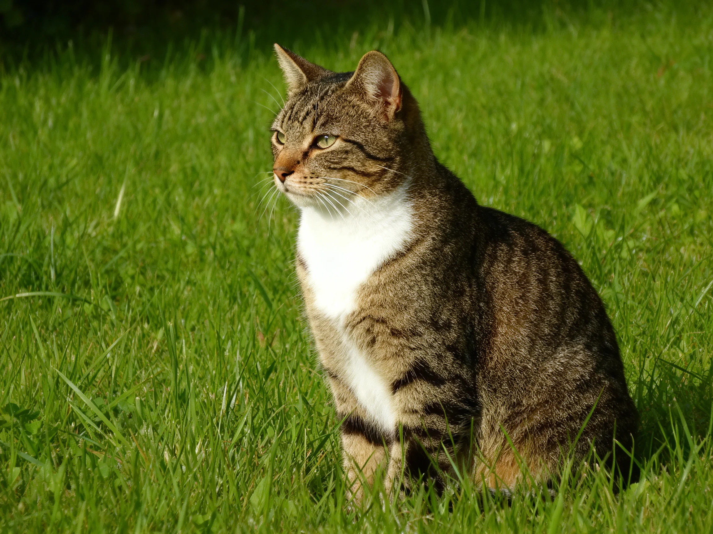 Brown-tabby cat with white chest resting in vibrant green grass