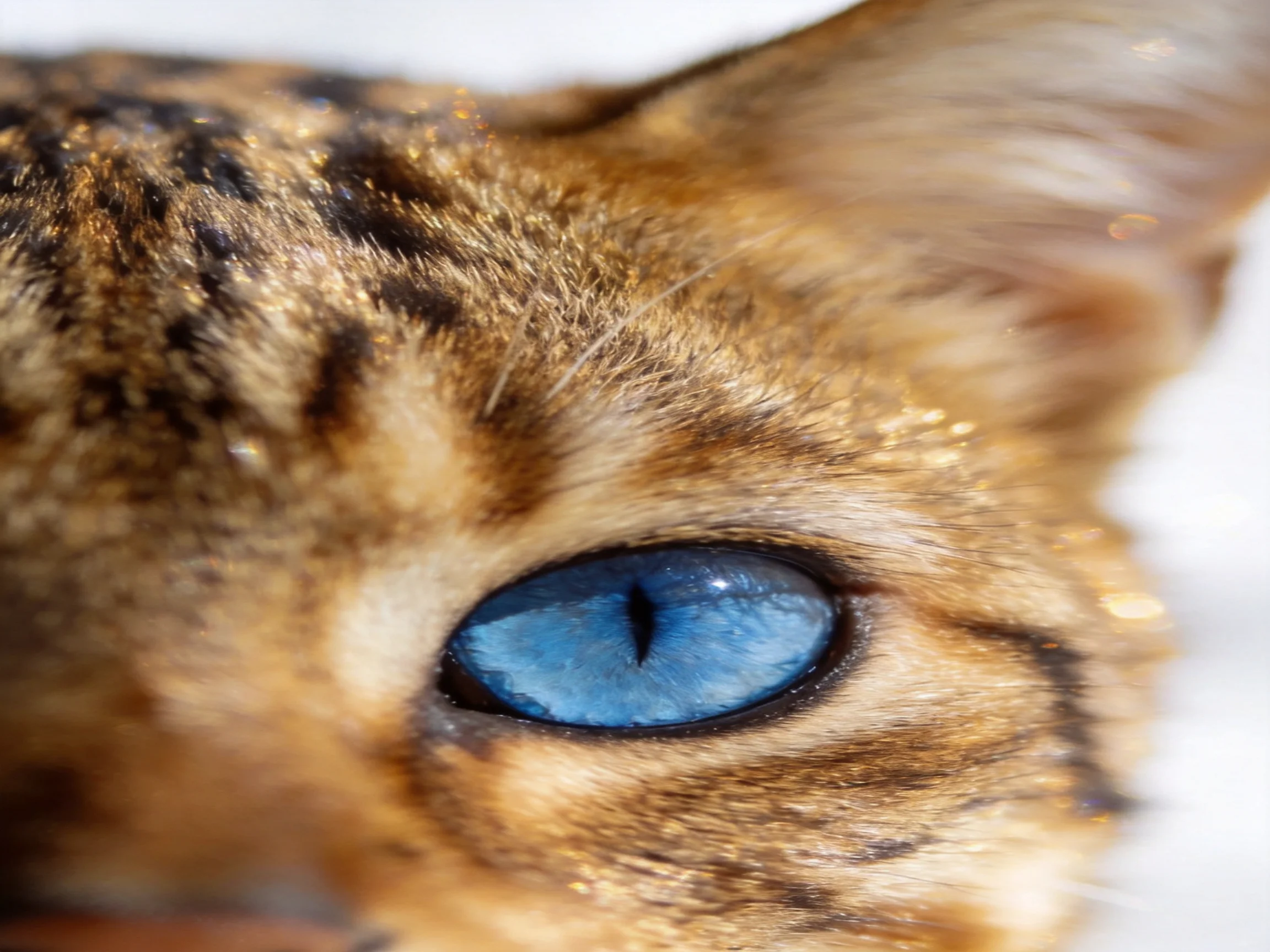 Close - up of a Bengal cat with vivid blue eye and spotted fur