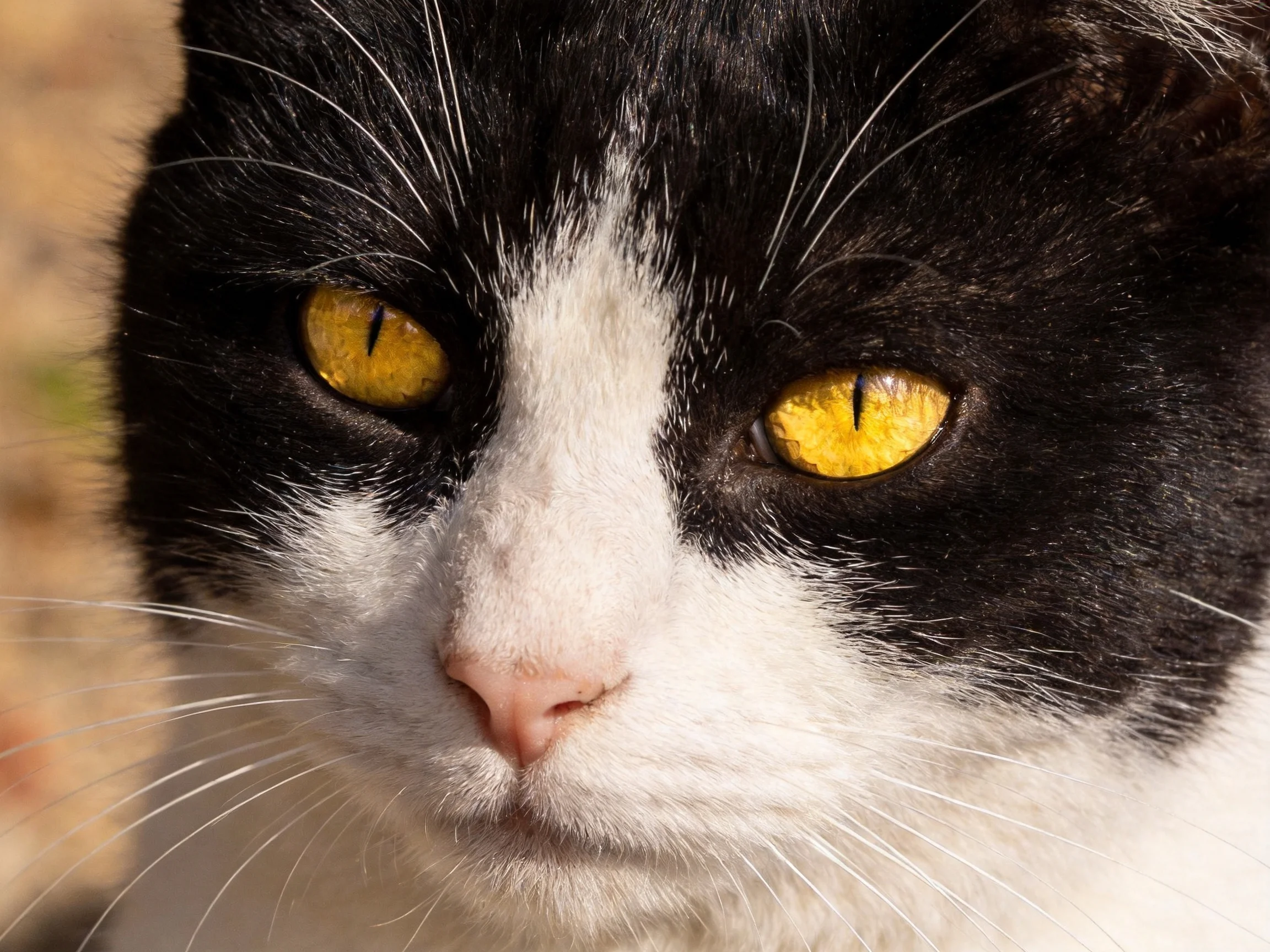 A black and white cat with yellow eyes is shown in close - up.