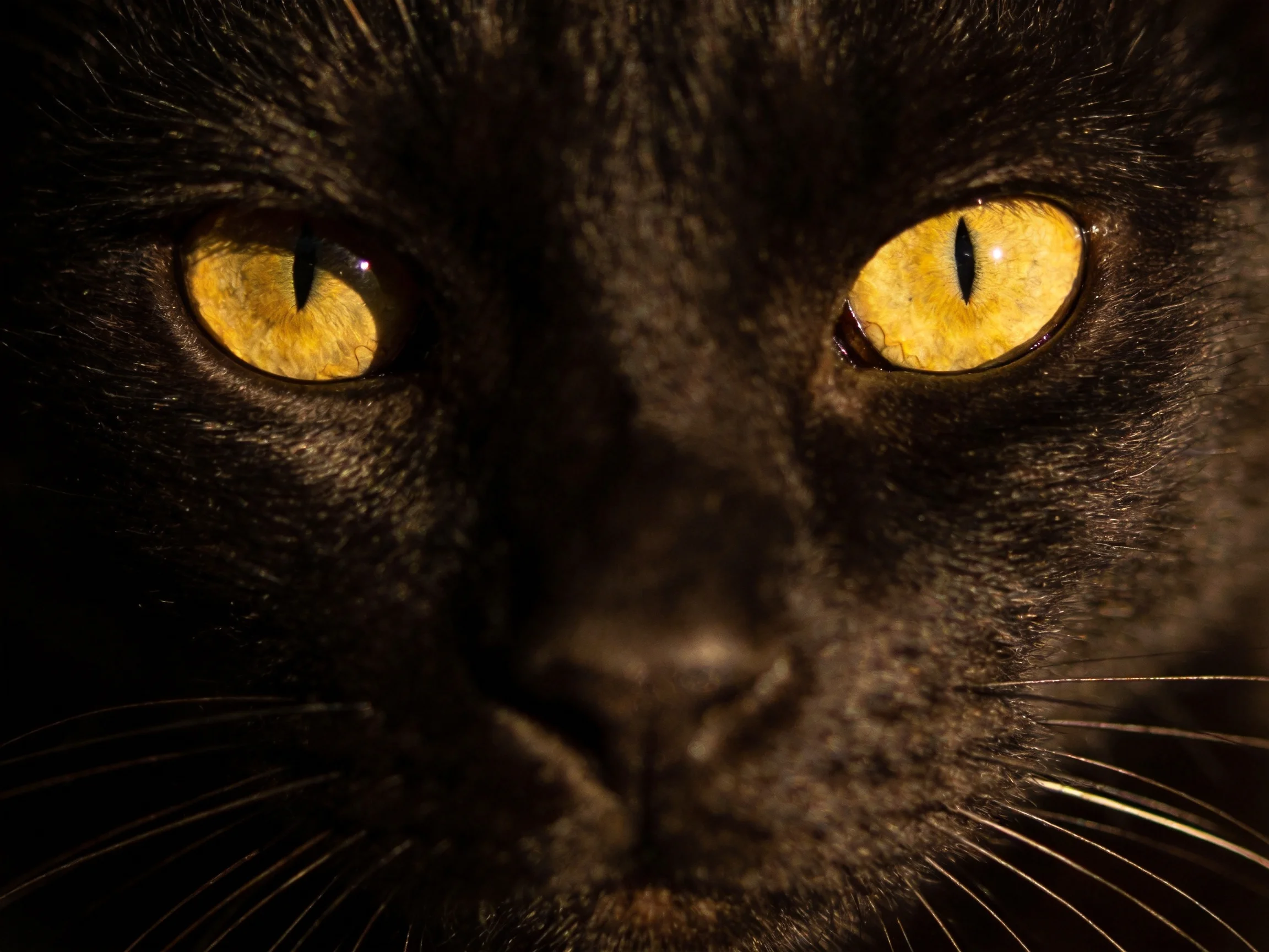 A black cat with bright yellow eyes is shown in a close - up.