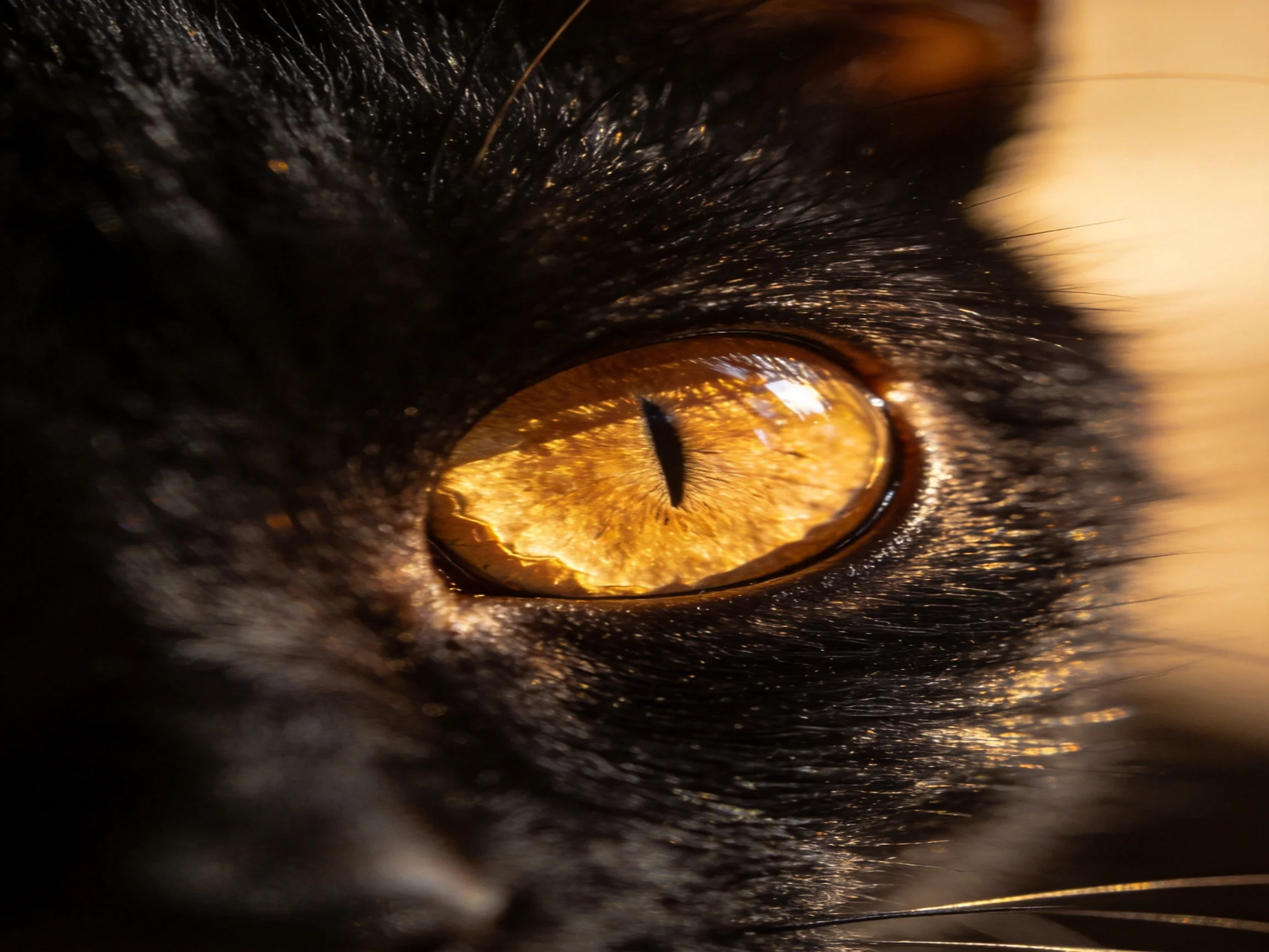 A close - up focuses on a black cat’s amber eye in sharp focus.
